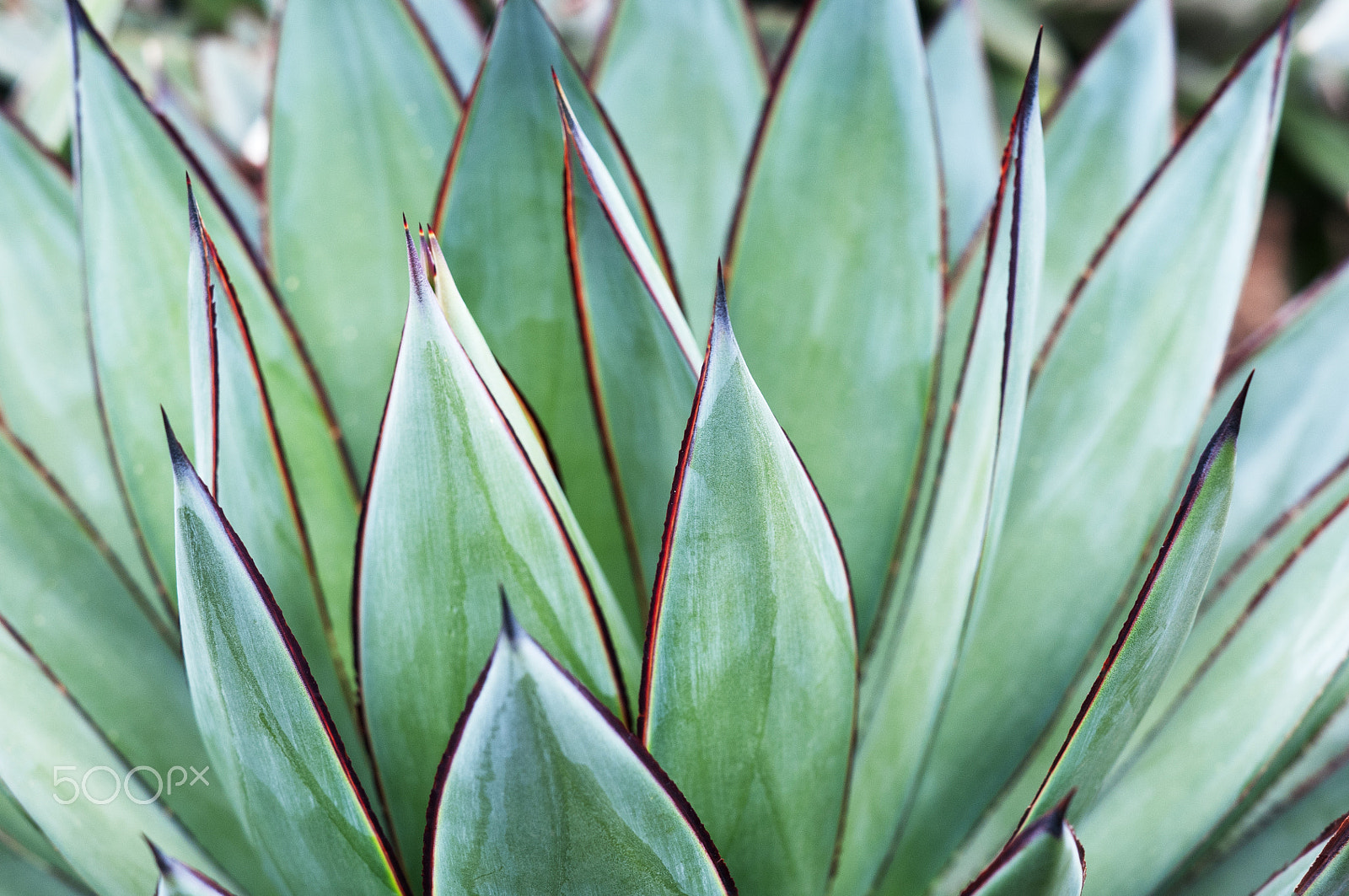 Nikon AF-S DX Micro-Nikkor 85mm F3.5G ED VR sample photo. Agave 'blue glow' photography