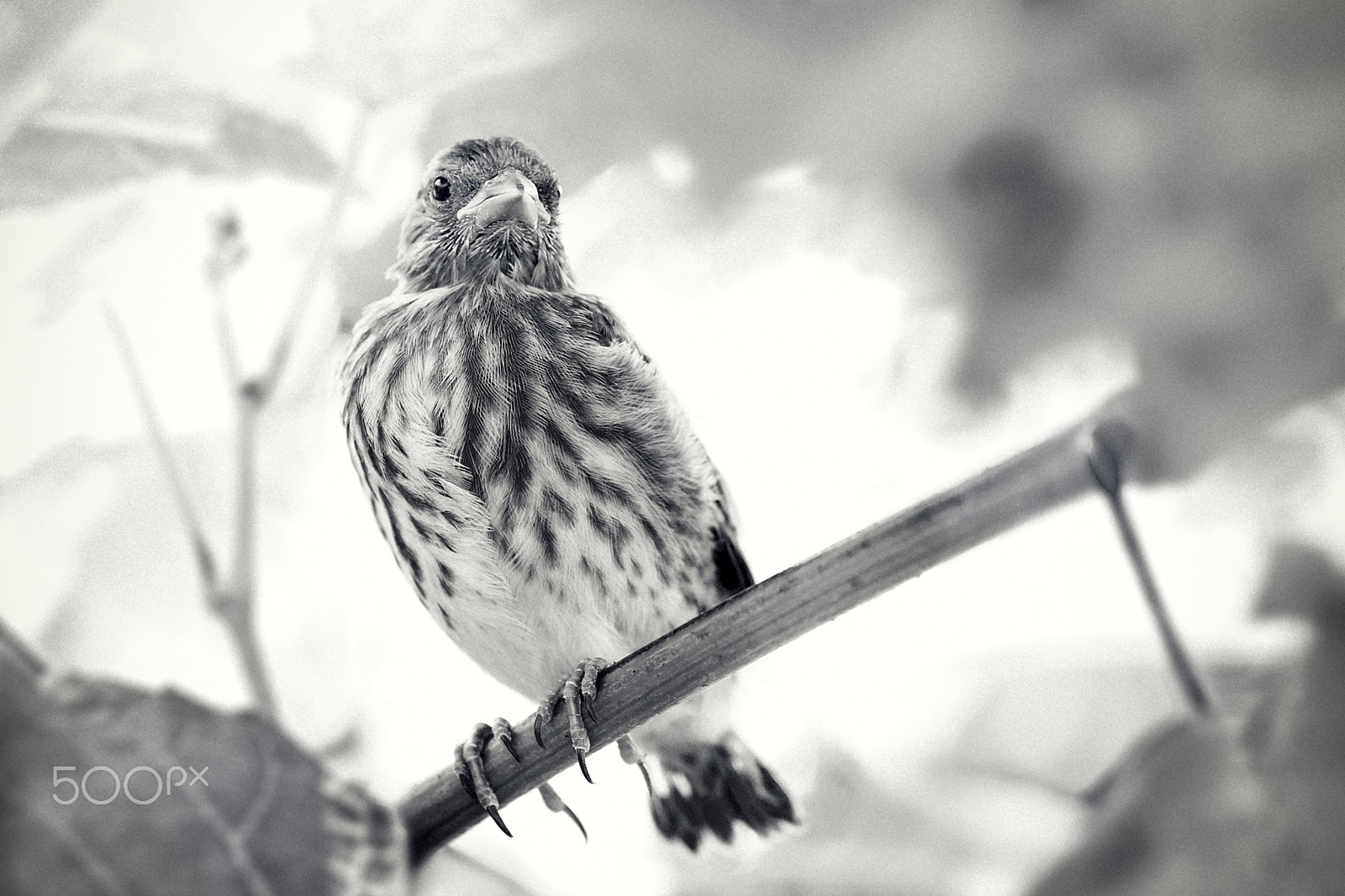 Sony Alpha NEX-5R + E 60mm F2.8 sample photo. Nestling linnet photography