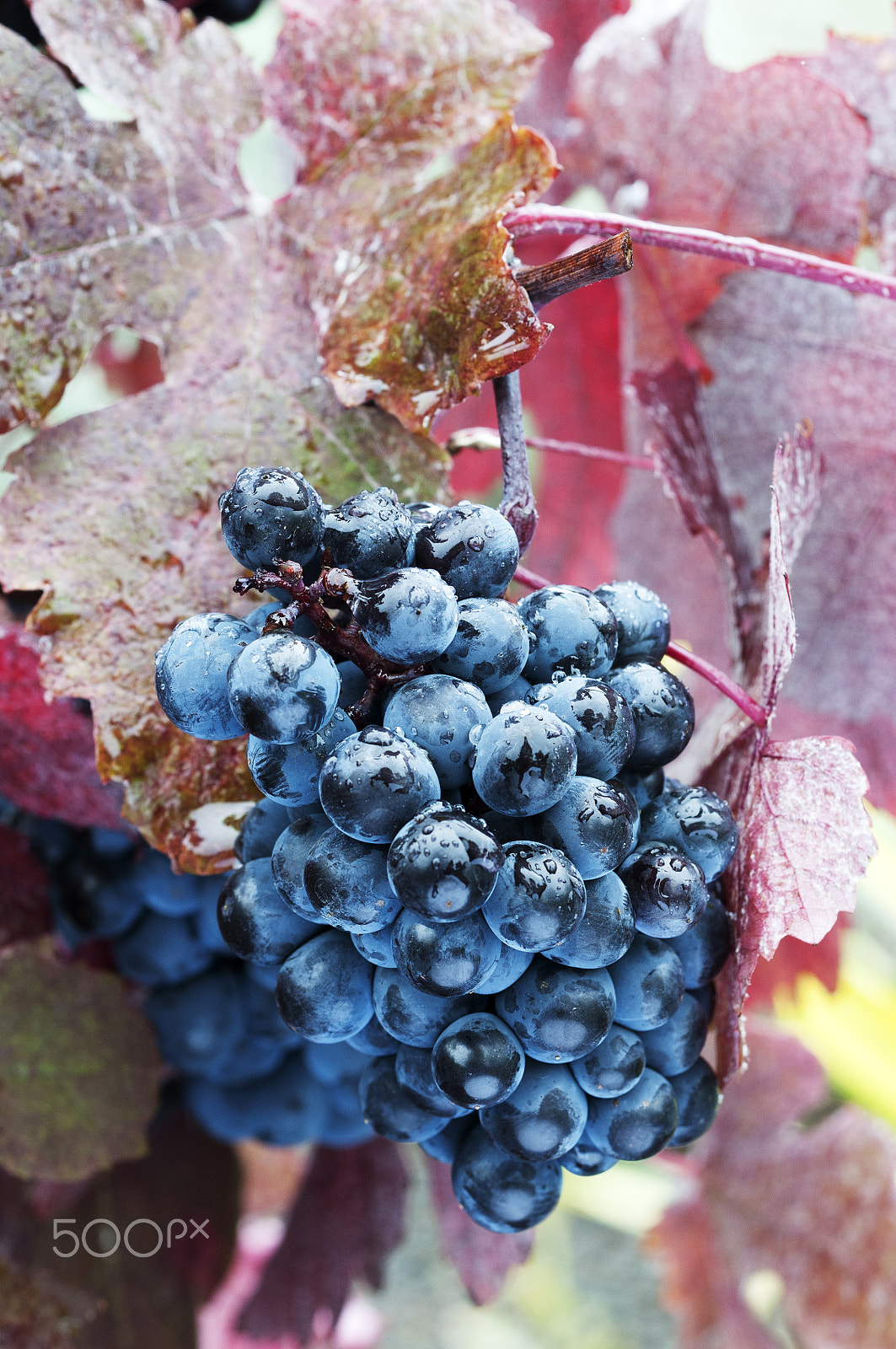 ZEISS Makro-Planar T* 50mm F2 sample photo. Vitis vinifera 'purpurea' grape photography