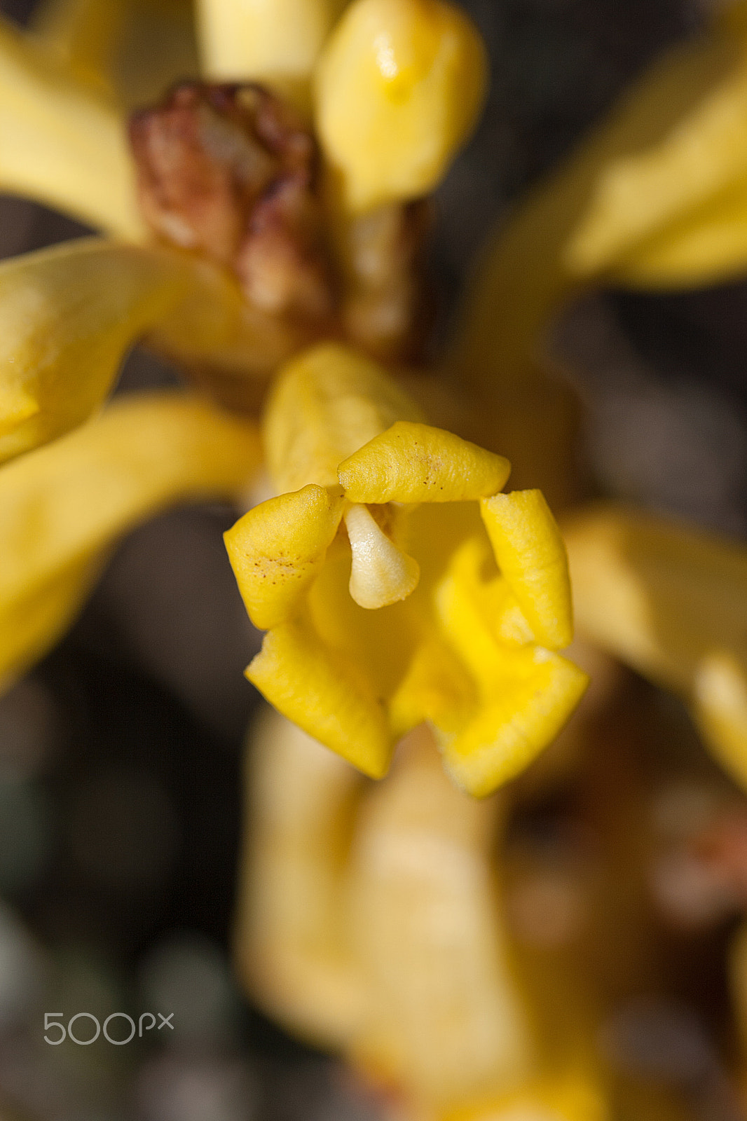 Canon EF 100mm F2.8L Macro IS USM sample photo. Cistanche phelypaea photography