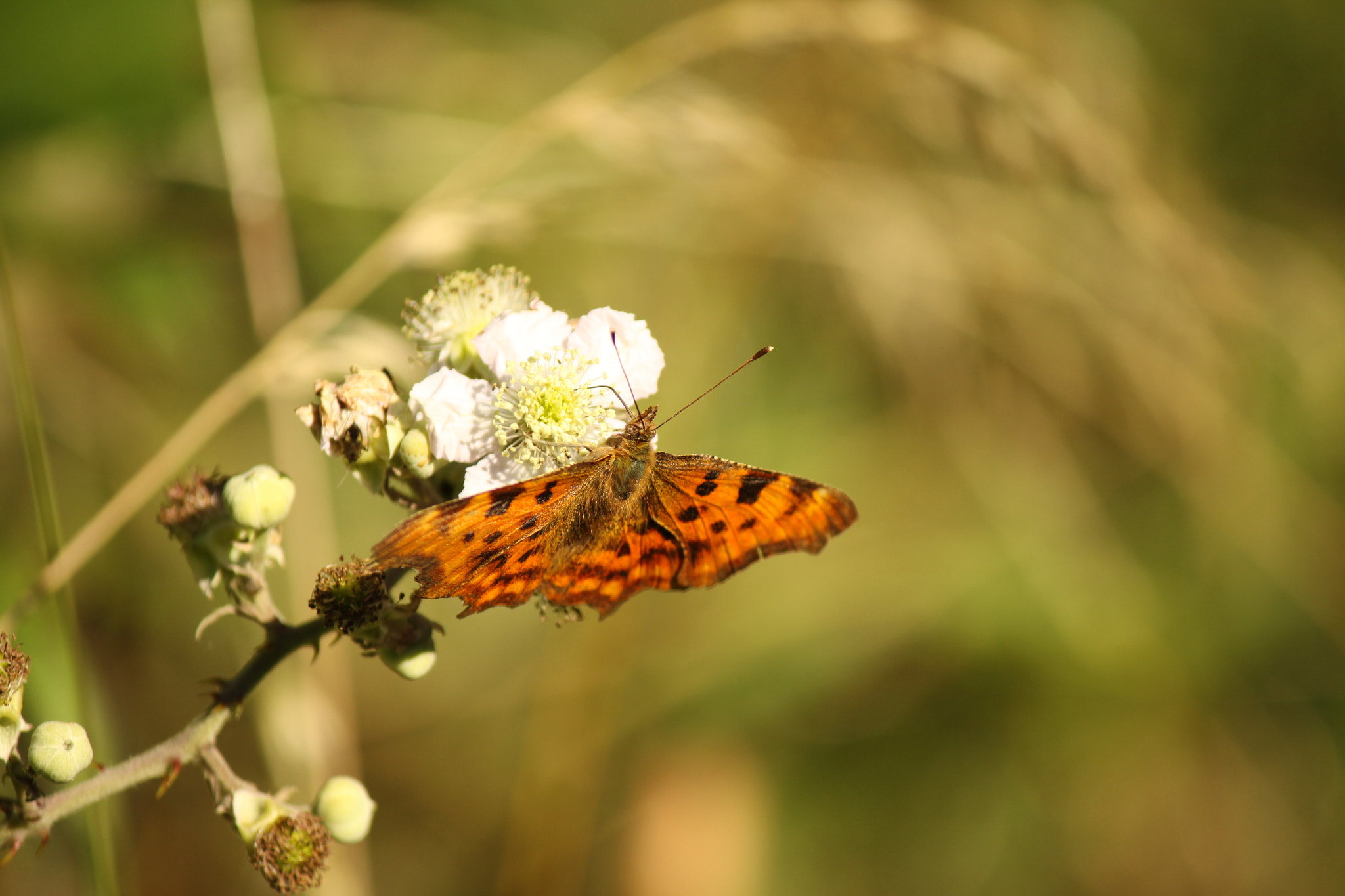 Canon EF-S 55-250mm F4-5.6 IS II sample photo. Comma butterfly photography