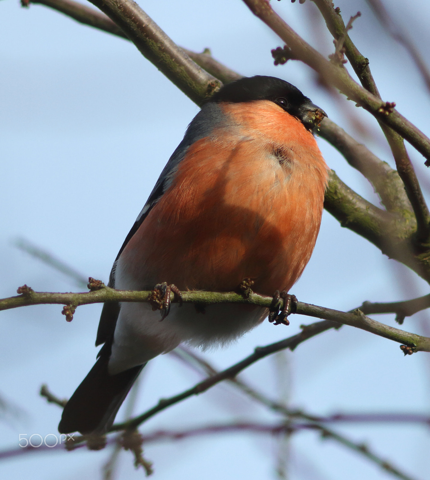 Canon EF 200mm f/2.8L II + 2x sample photo. Bullfinch photography