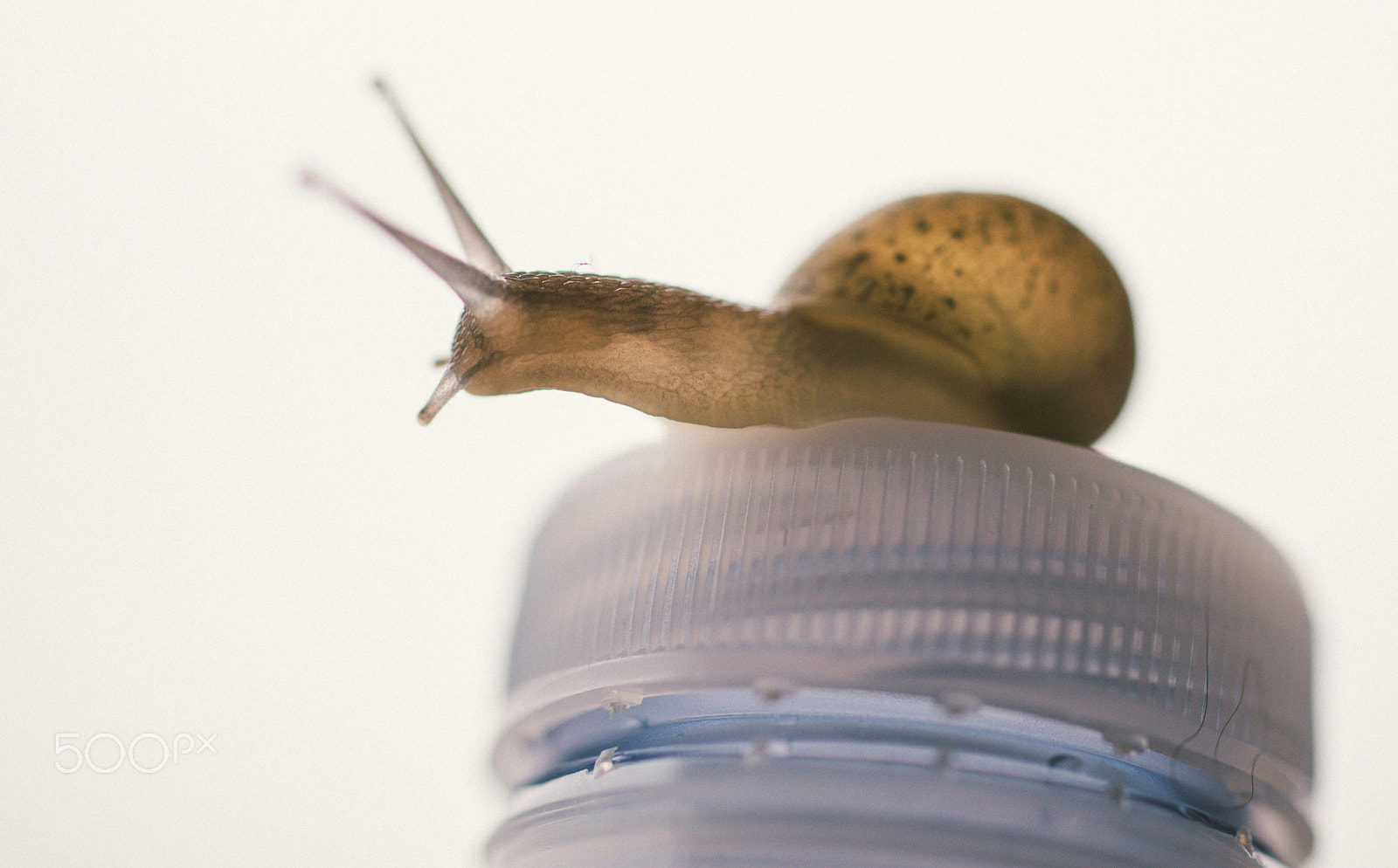 Nikon D610 + Sigma 50mm F2.8 EX DG Macro sample photo. Snail macro close up photography