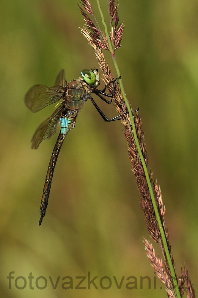 Sigma 150mm f/2.8 EX DG OS HSM APO Macro sample photo. Anax parthenope ,lesser emperor photography