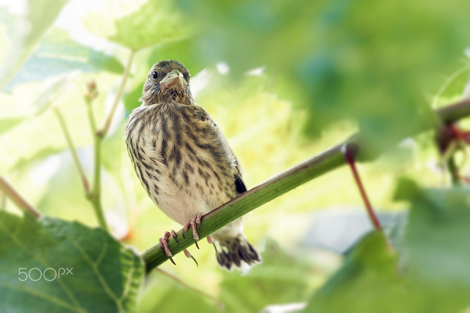 Sony Alpha NEX-5R + E 60mm F2.8 sample photo. Nestling linnet photography