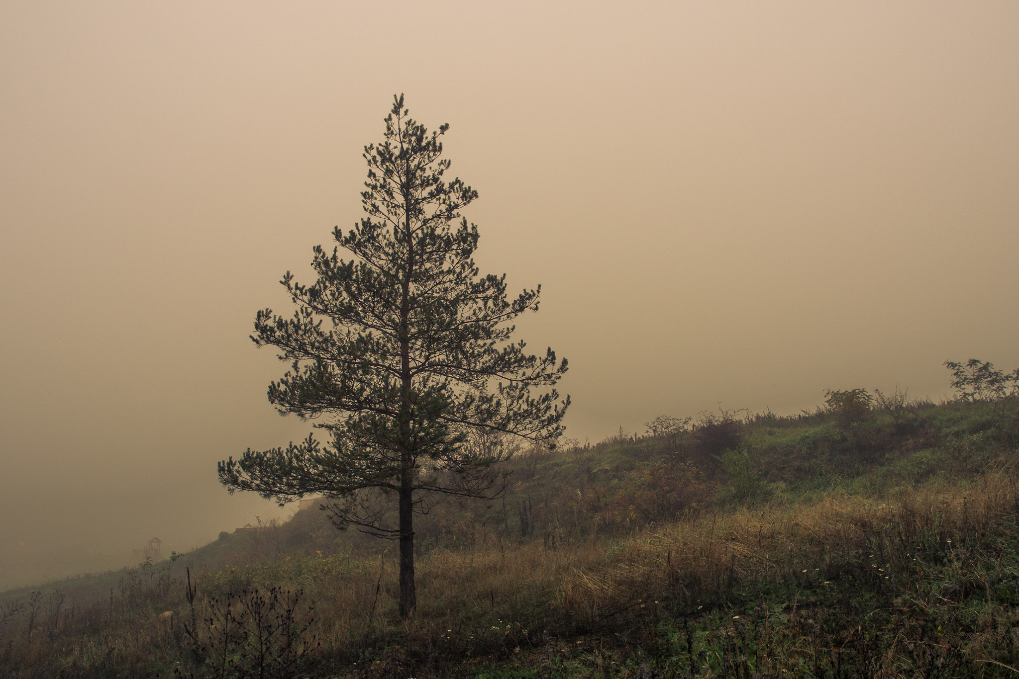 Olympus Zuiko Digital ED 12-60mm F2.8-4.0 SWD sample photo. A foggy morning solitude photography