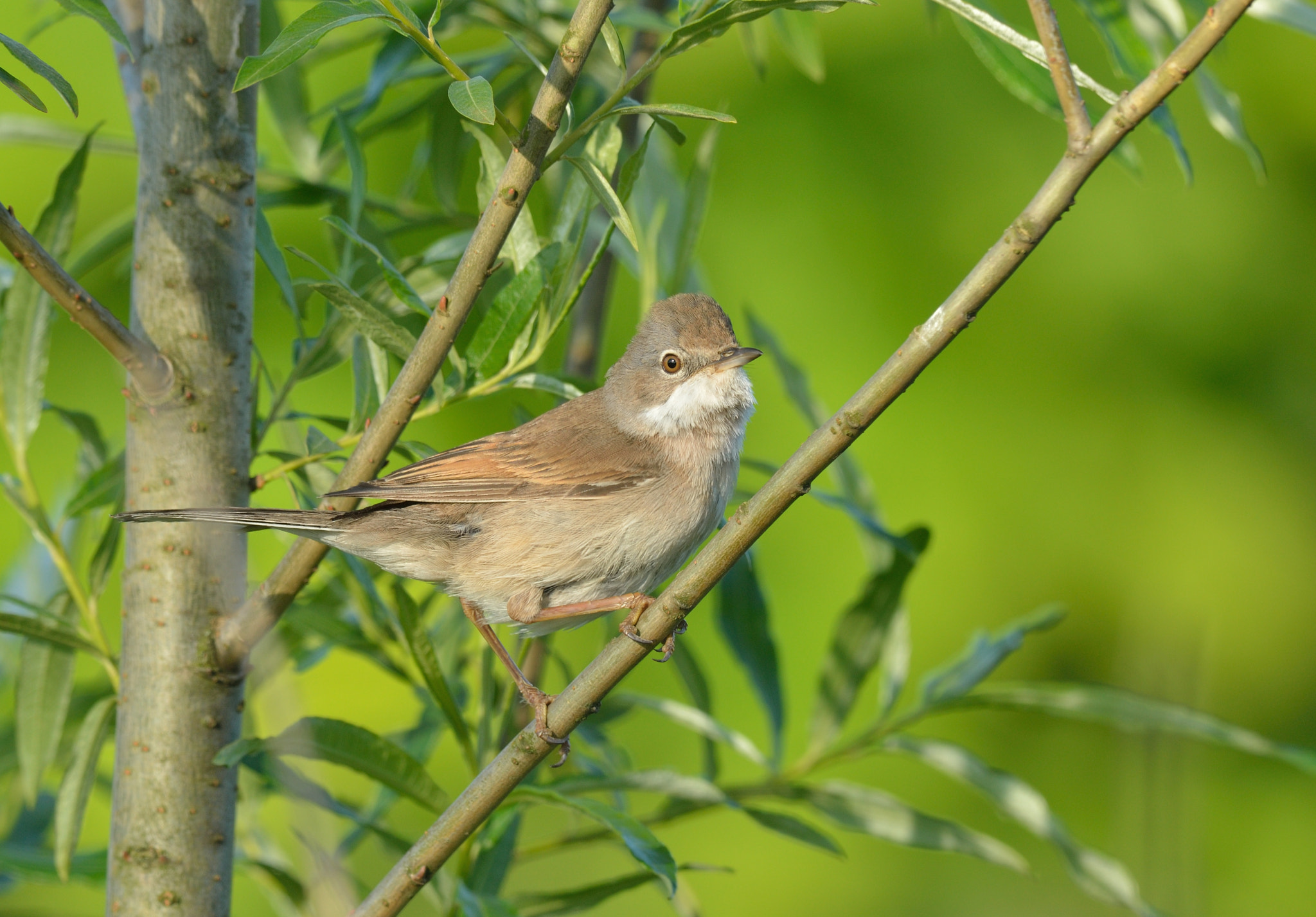 Nikon AF-S Nikkor 400mm F2.8D ED-IF II sample photo. Grasmus photography