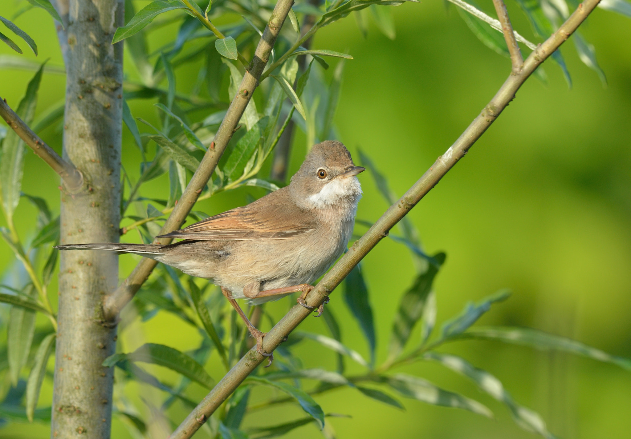 Nikon D7000 + Nikon AF-S Nikkor 400mm F2.8D ED-IF II sample photo. Grasmus photography