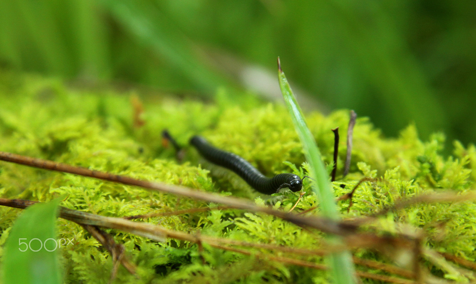 Canon EF-S 17-85mm F4-5.6 IS USM sample photo. Snake millipede, scotland photography
