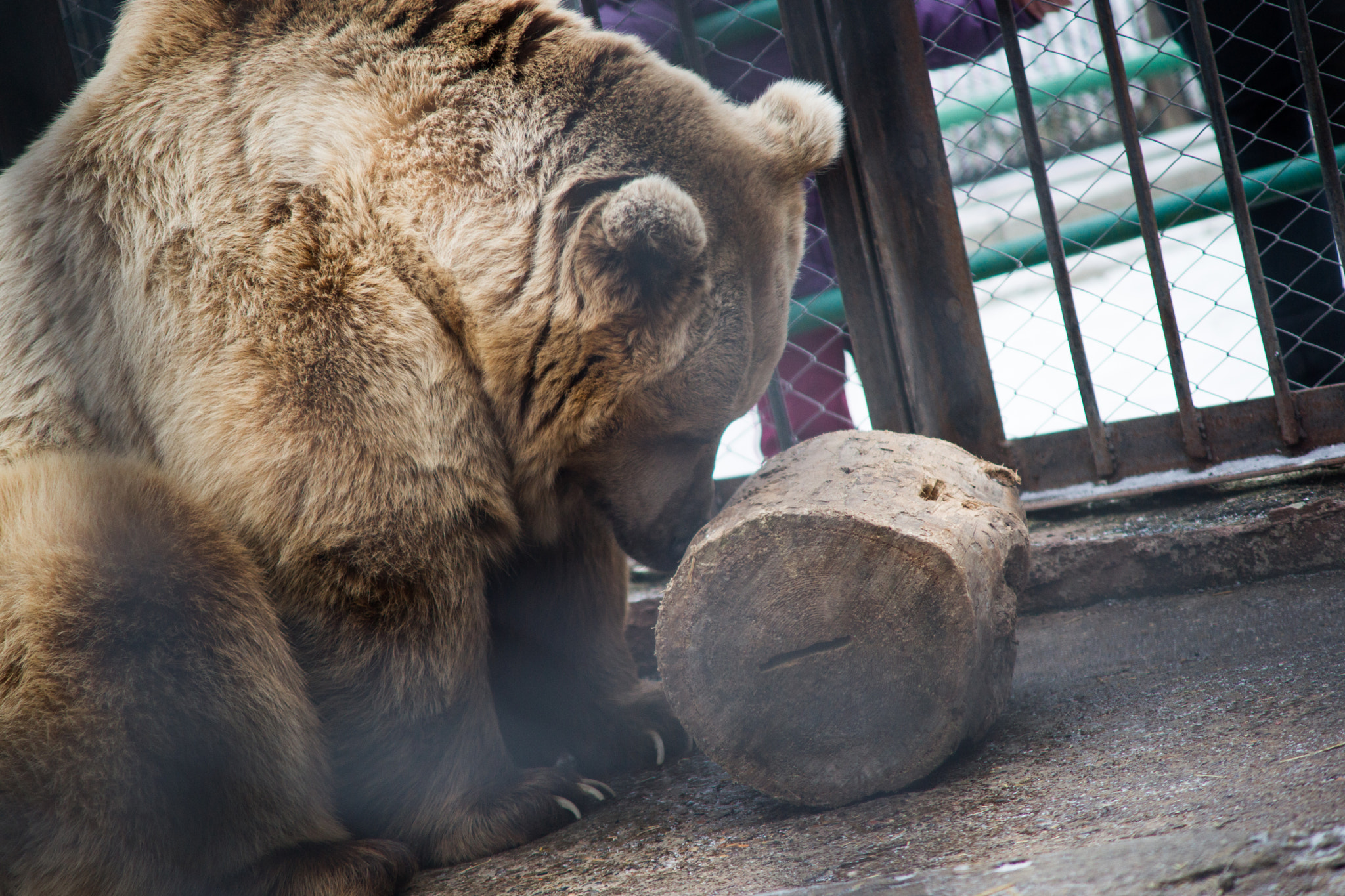 Sony Alpha DSLR-A850 sample photo. Krasnoyarsk zoo photography