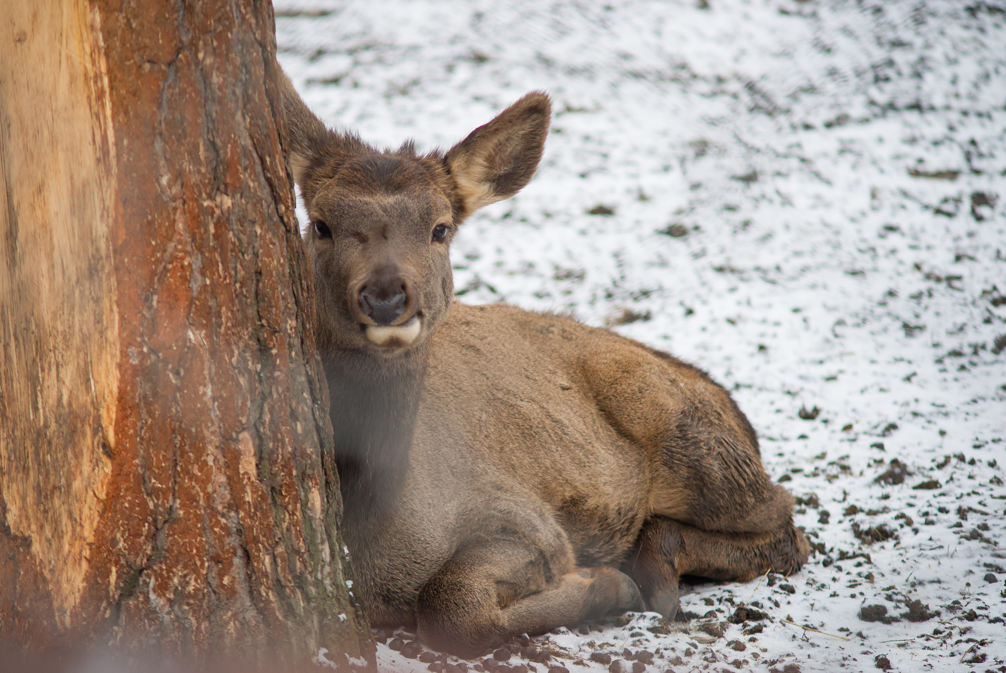 Sony Alpha DSLR-A850 sample photo. Krasnoyarsk zoo photography