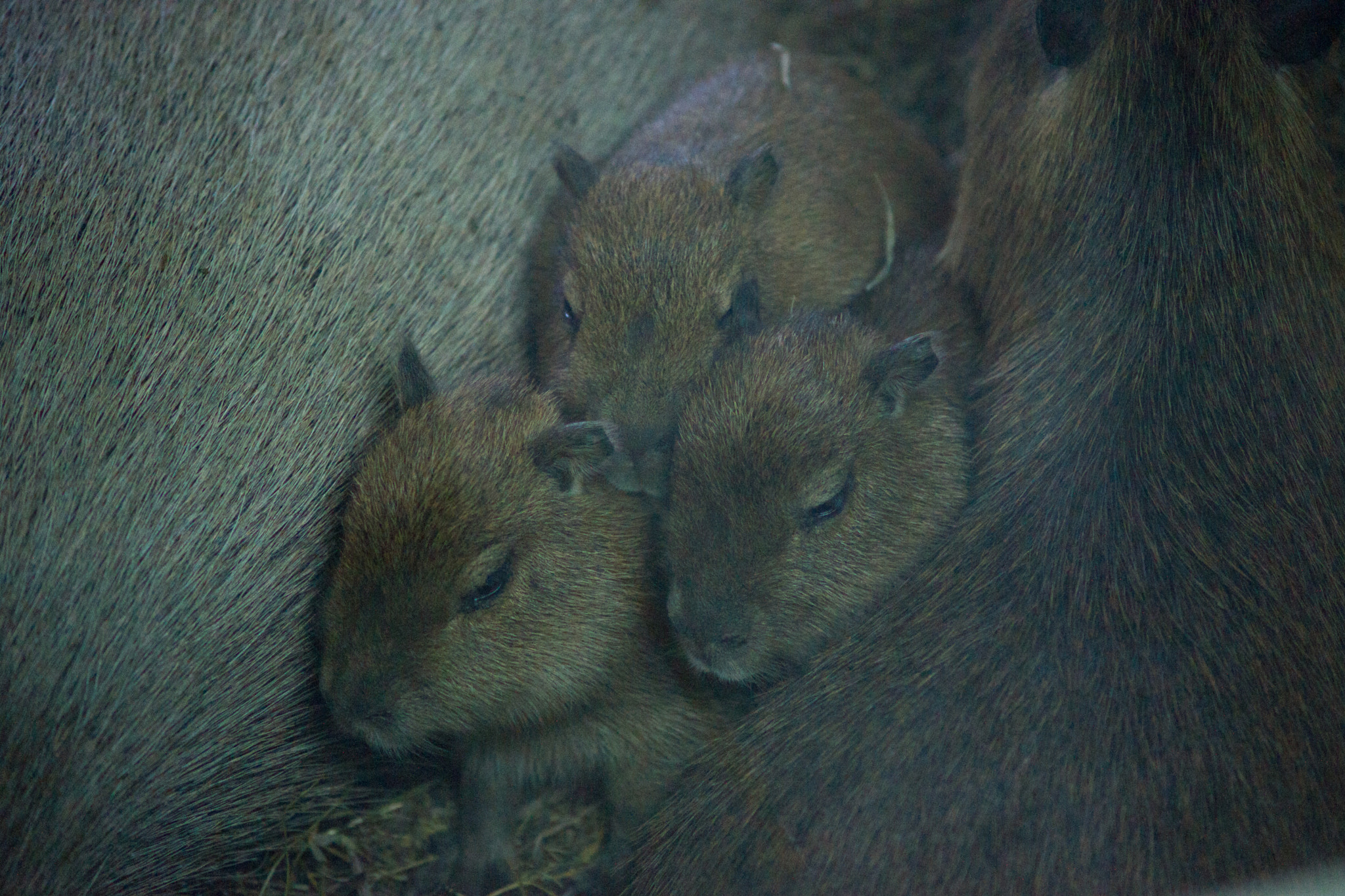 Sony Alpha DSLR-A850 + Minolta AF 70-210mm F4 Macro sample photo. Krasnoyarsk zoo photography