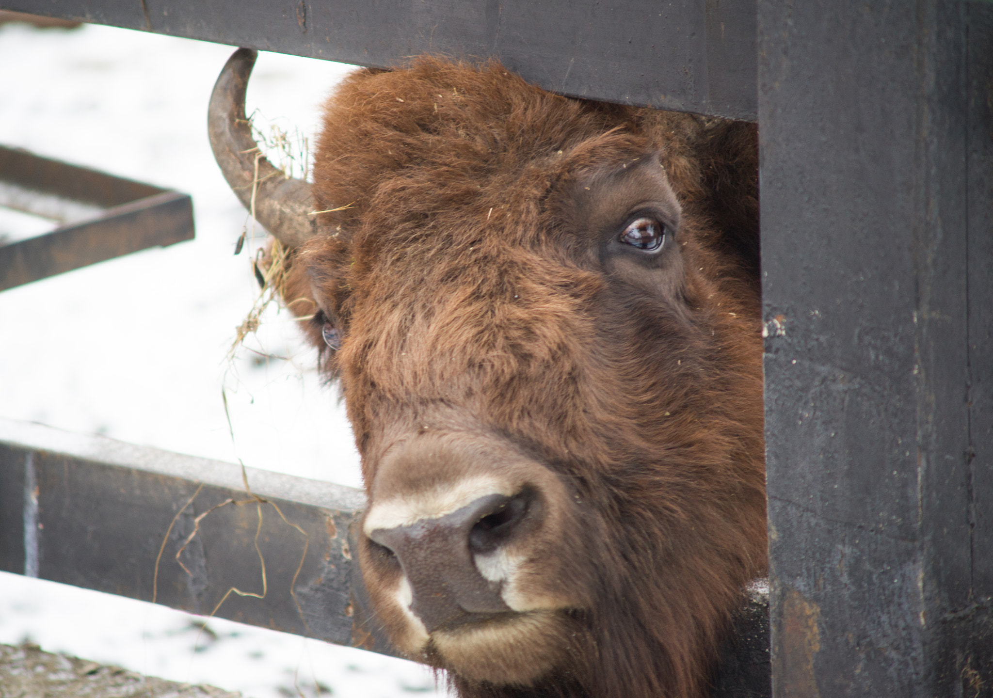 Sony Alpha DSLR-A850 sample photo. Krasnoyarsk zoo photography