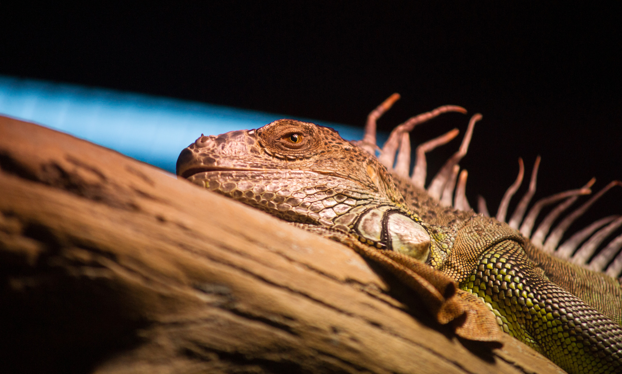 Sony Alpha DSLR-A850 + Minolta AF 70-210mm F4 Macro sample photo. Krasnoyarsk zoo photography