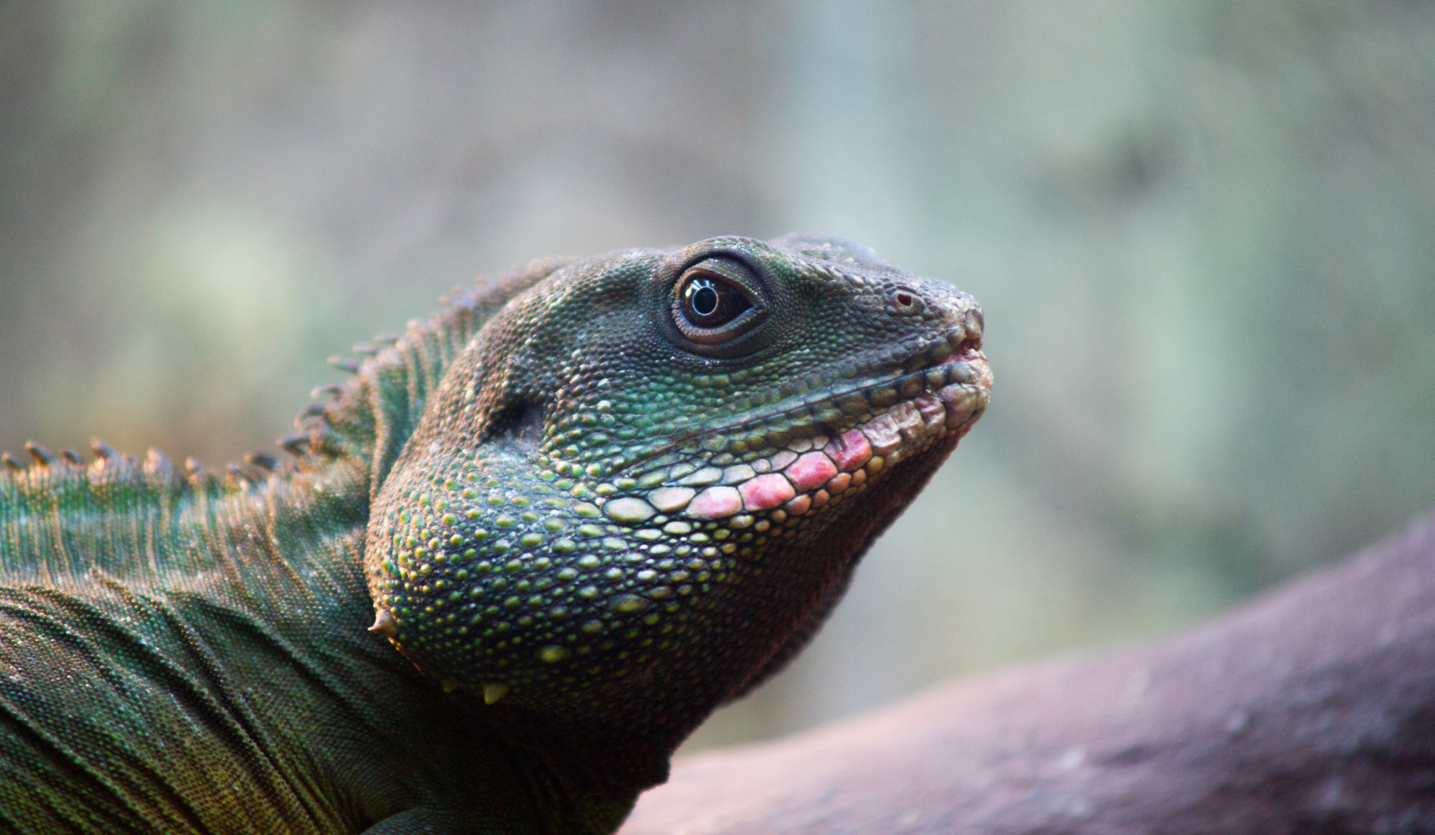 Sony Alpha DSLR-A850 + Minolta AF 70-210mm F4 Macro sample photo. Krasnoyarsk zoo photography