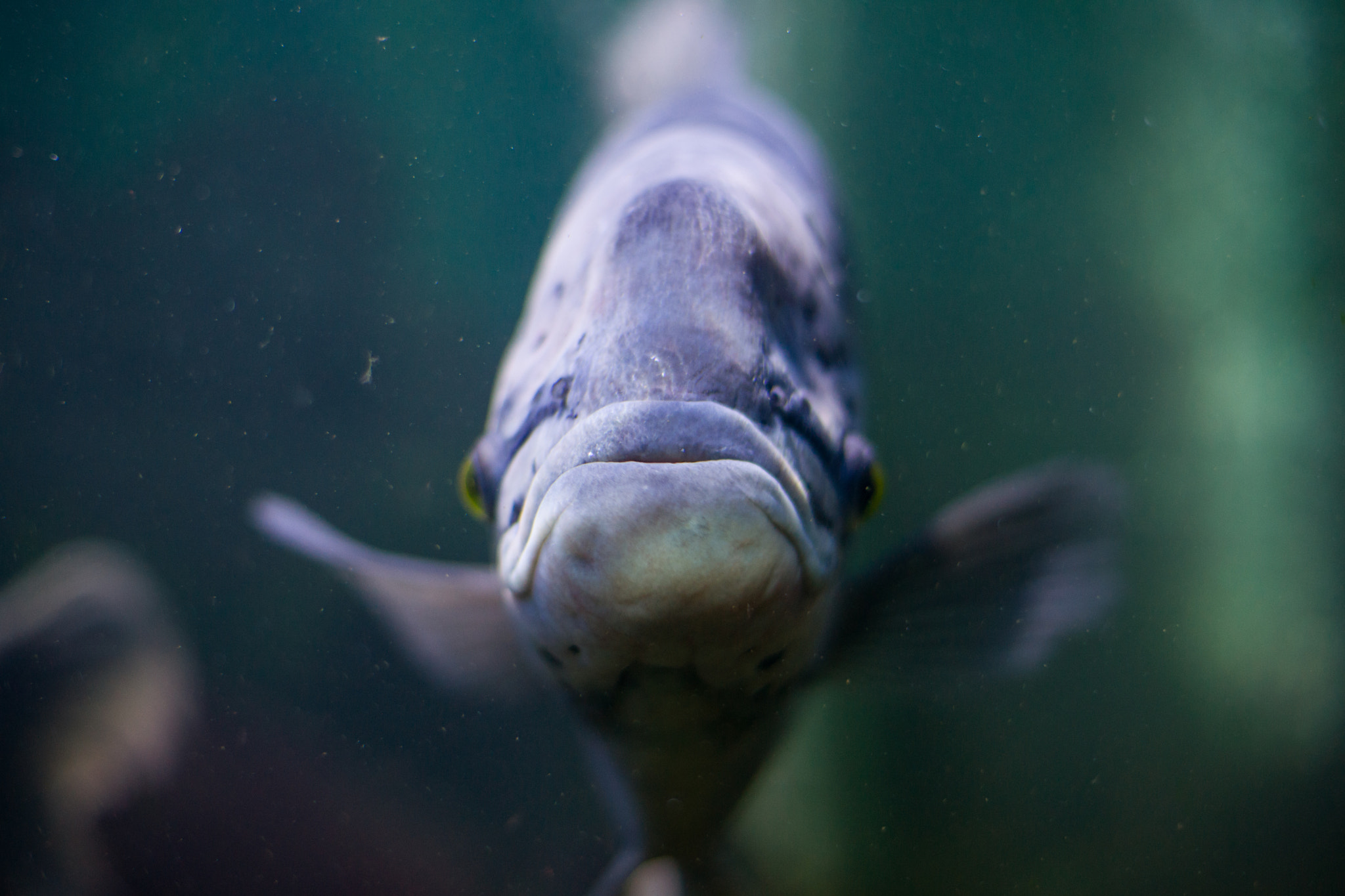 Sony Alpha DSLR-A850 + Sony 50mm F1.4 sample photo. Krasnoyarsk zoo photography