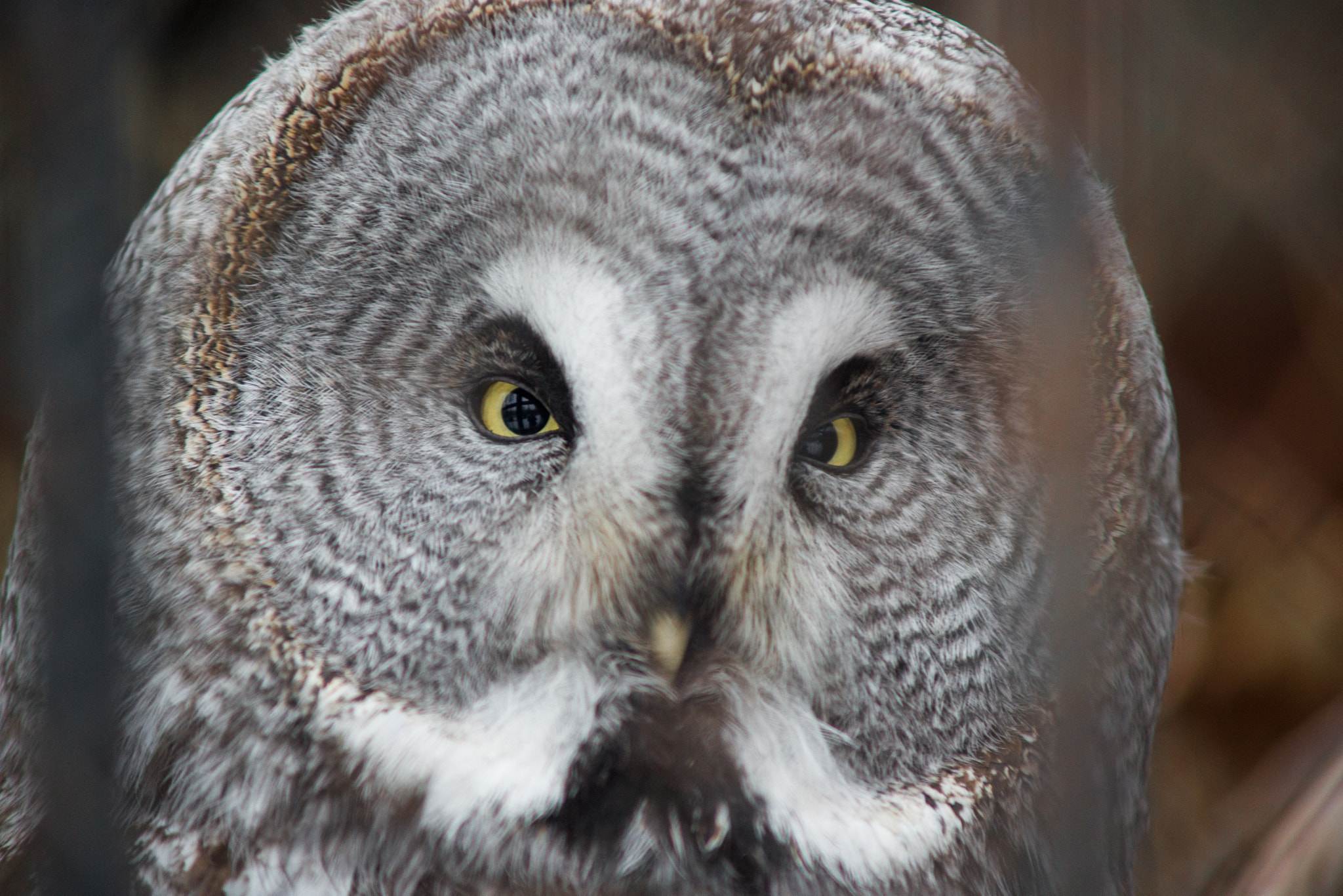 Sony Alpha DSLR-A850 + Minolta AF 70-210mm F4 Macro sample photo. Krasnoyarsk zoo photography