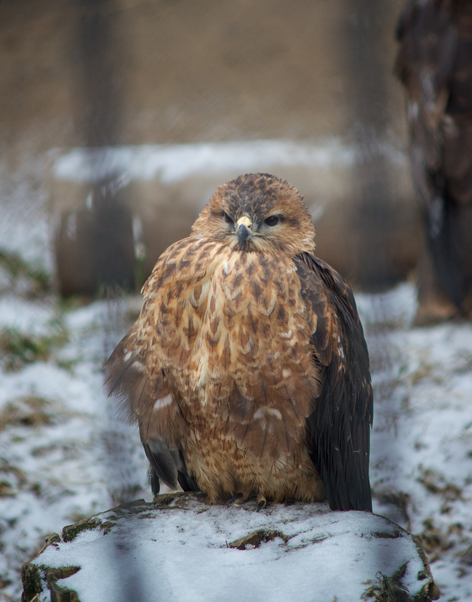 Sony Alpha DSLR-A850 sample photo. Krasnoyarsk zoo photography