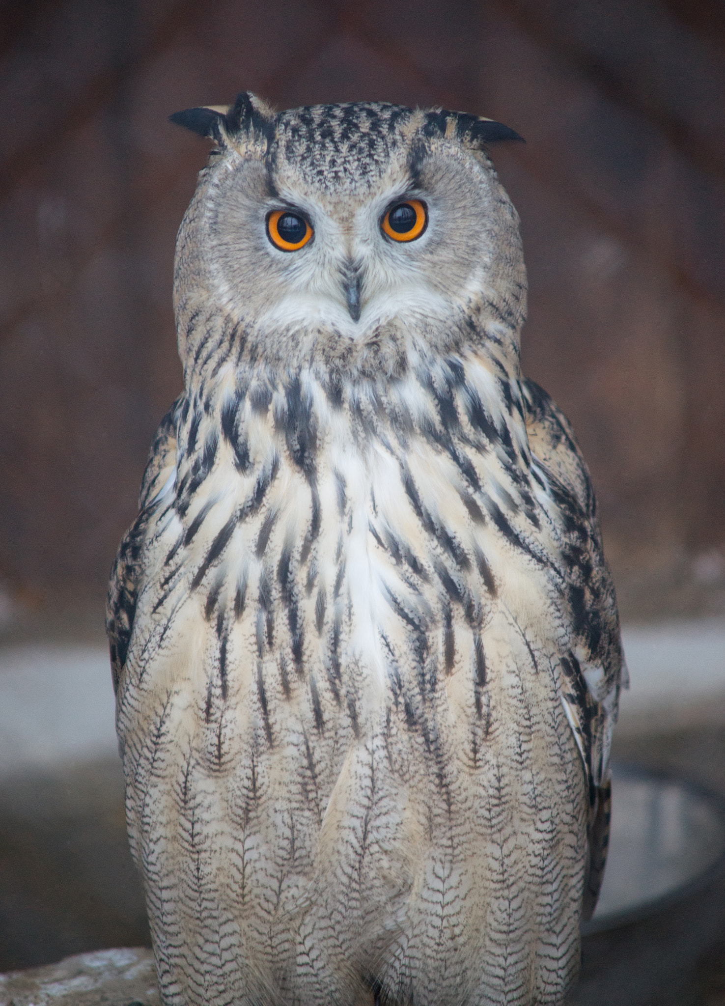 Sony Alpha DSLR-A850 sample photo. Krasnoyarsk zoo photography