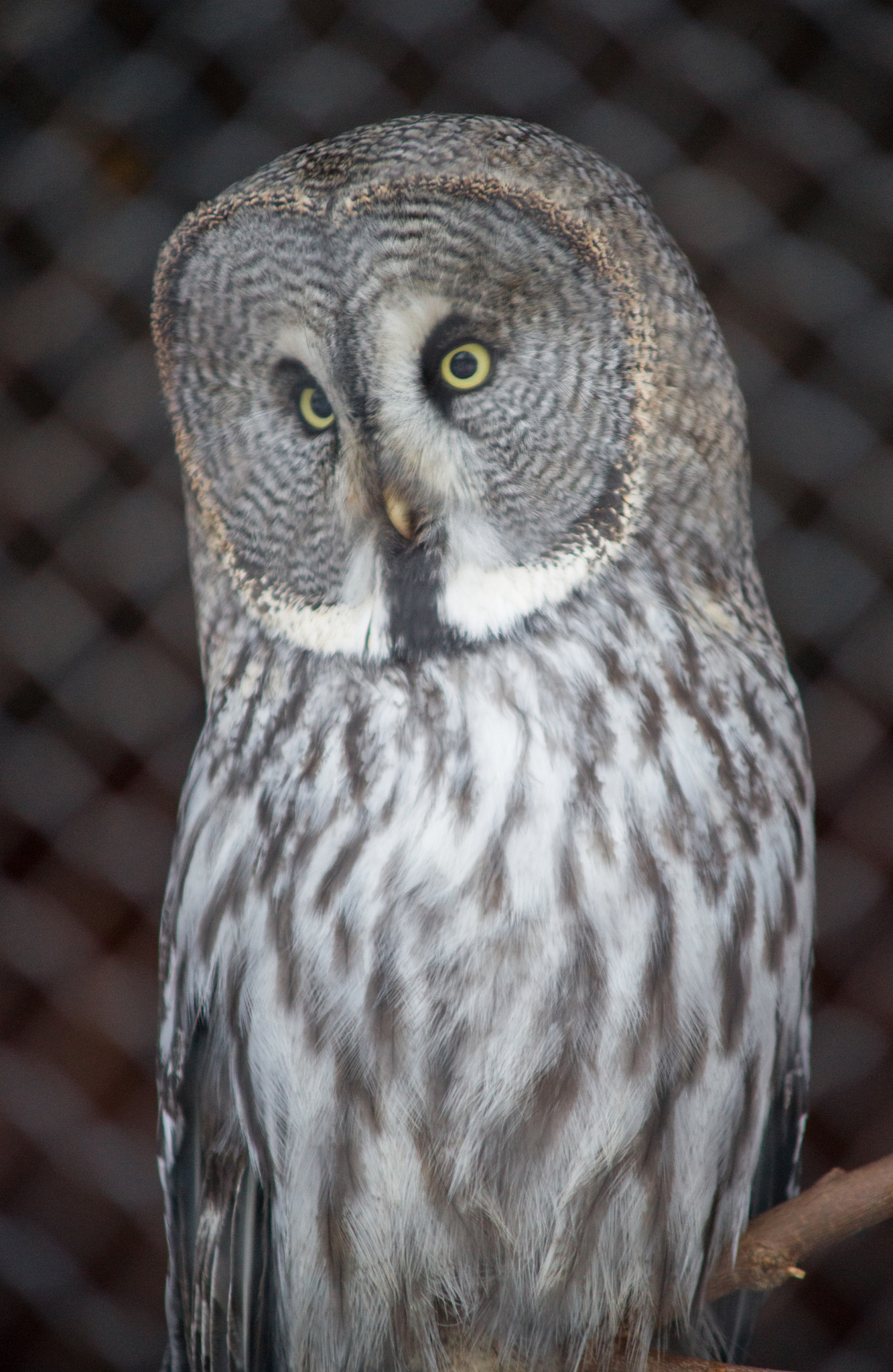 Sony Alpha DSLR-A850 + Minolta AF 70-210mm F4 Macro sample photo. Krasnoyarsk zoo photography