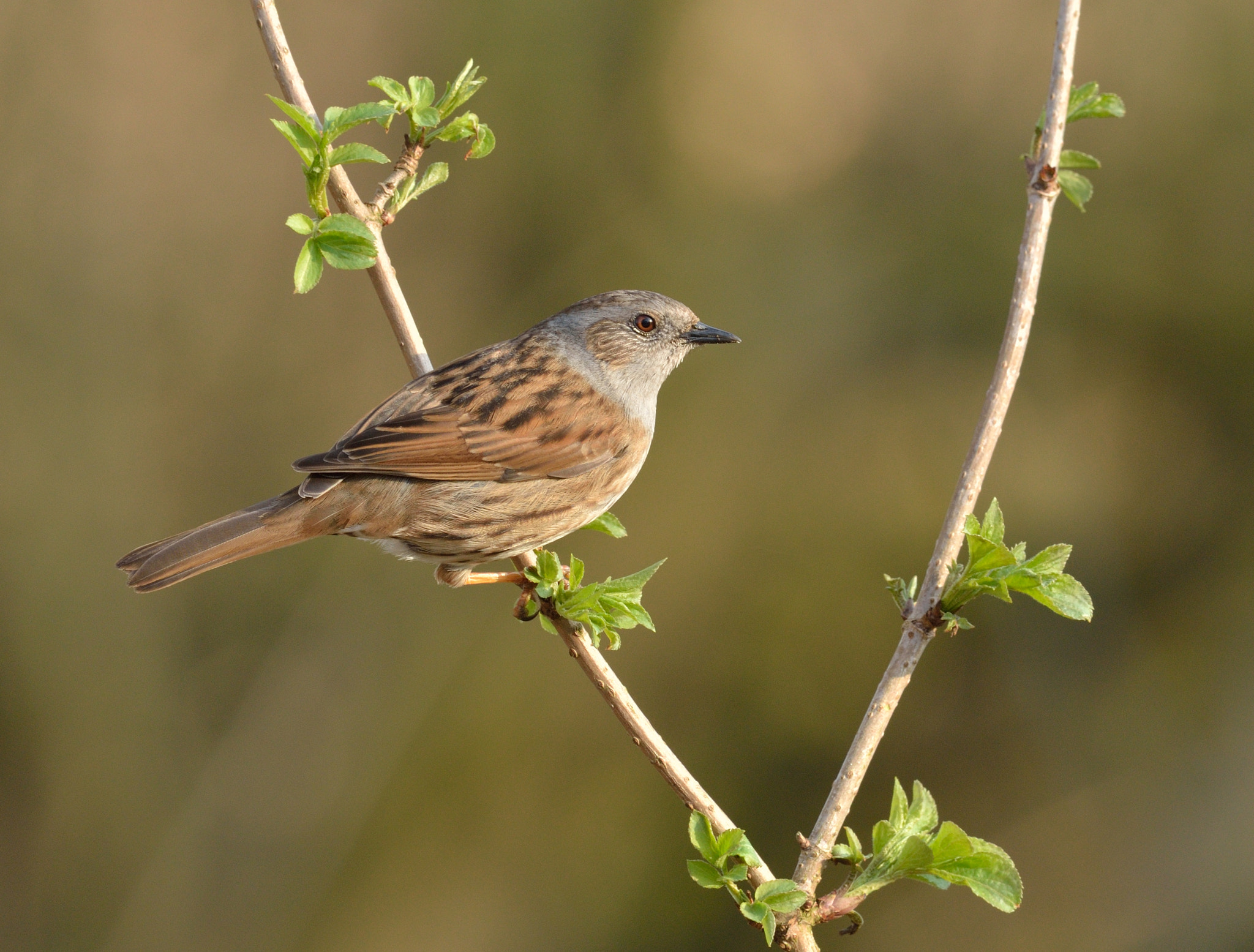 Nikon AF-S Nikkor 400mm F2.8D ED-IF II sample photo. Heggenmus photography
