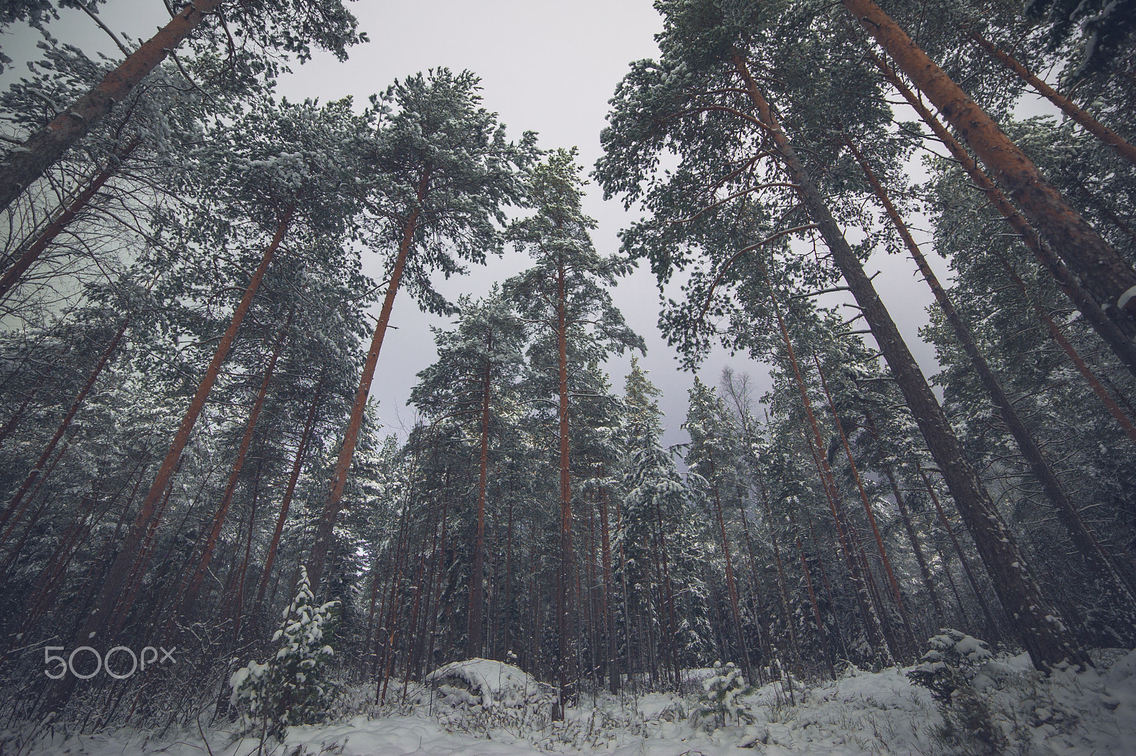 Samyang 14mm F2.8 ED AS IF UMC sample photo. Trees photography