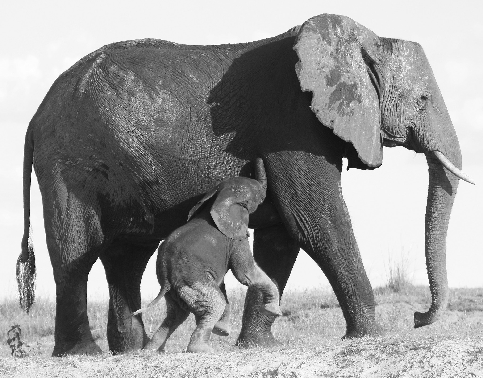 Tamron SP 150-600mm F5-6.3 Di VC USD sample photo. Mother and child photography