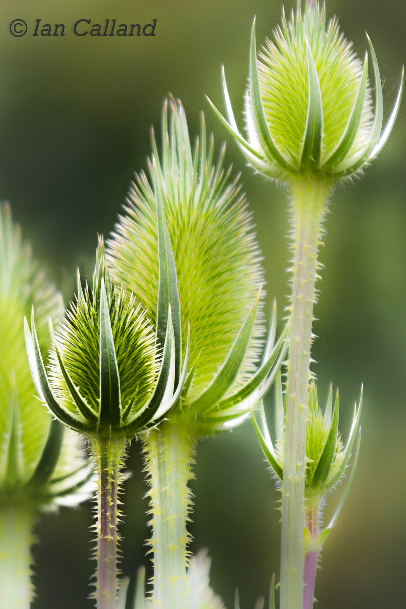 Sigma 50-500mm F4-6.3 EX APO RF HSM sample photo. Teasel photography