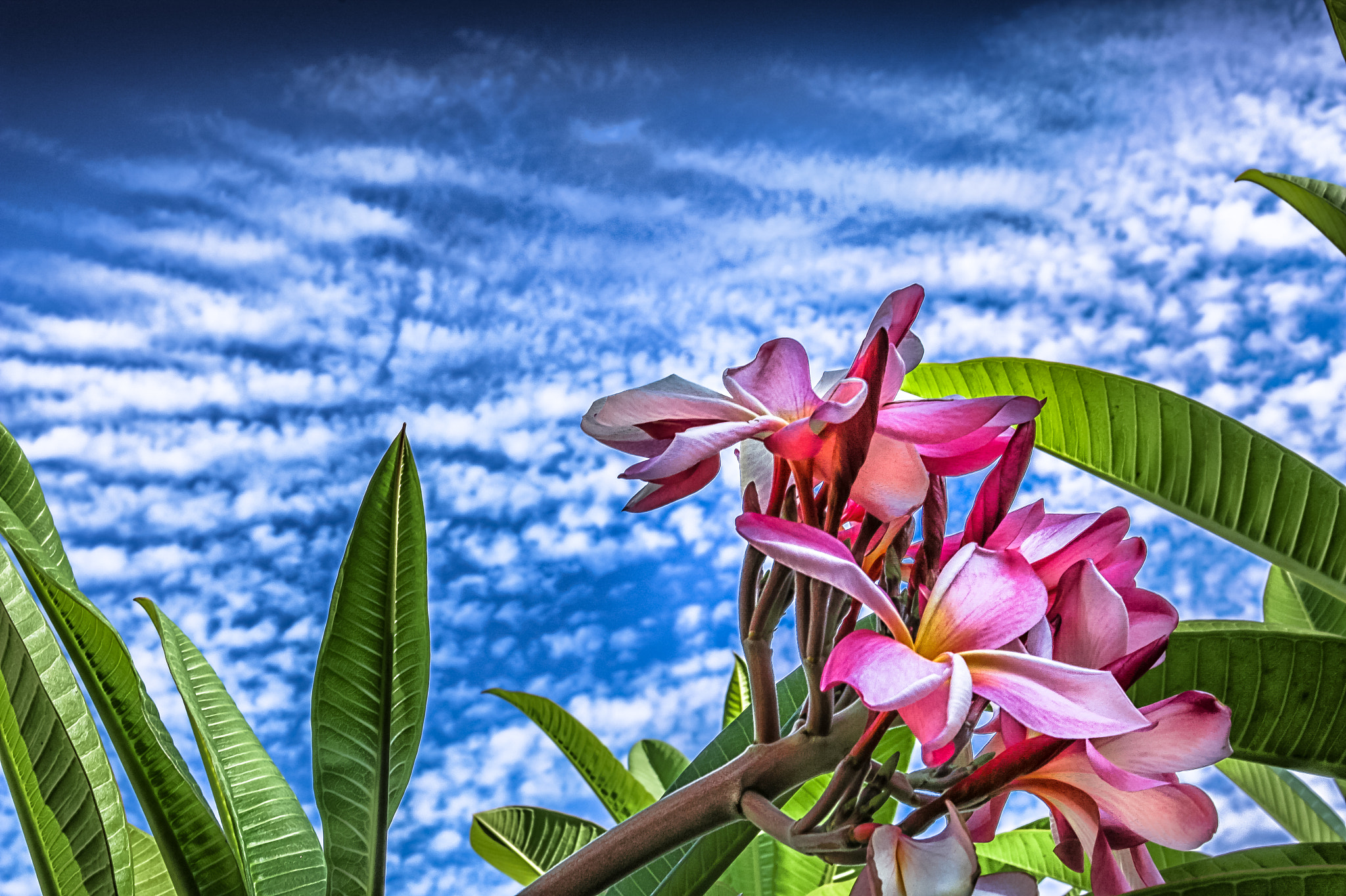 Canon EOS 70D + Canon EF 35mm F2 sample photo. Sky and flowers photography