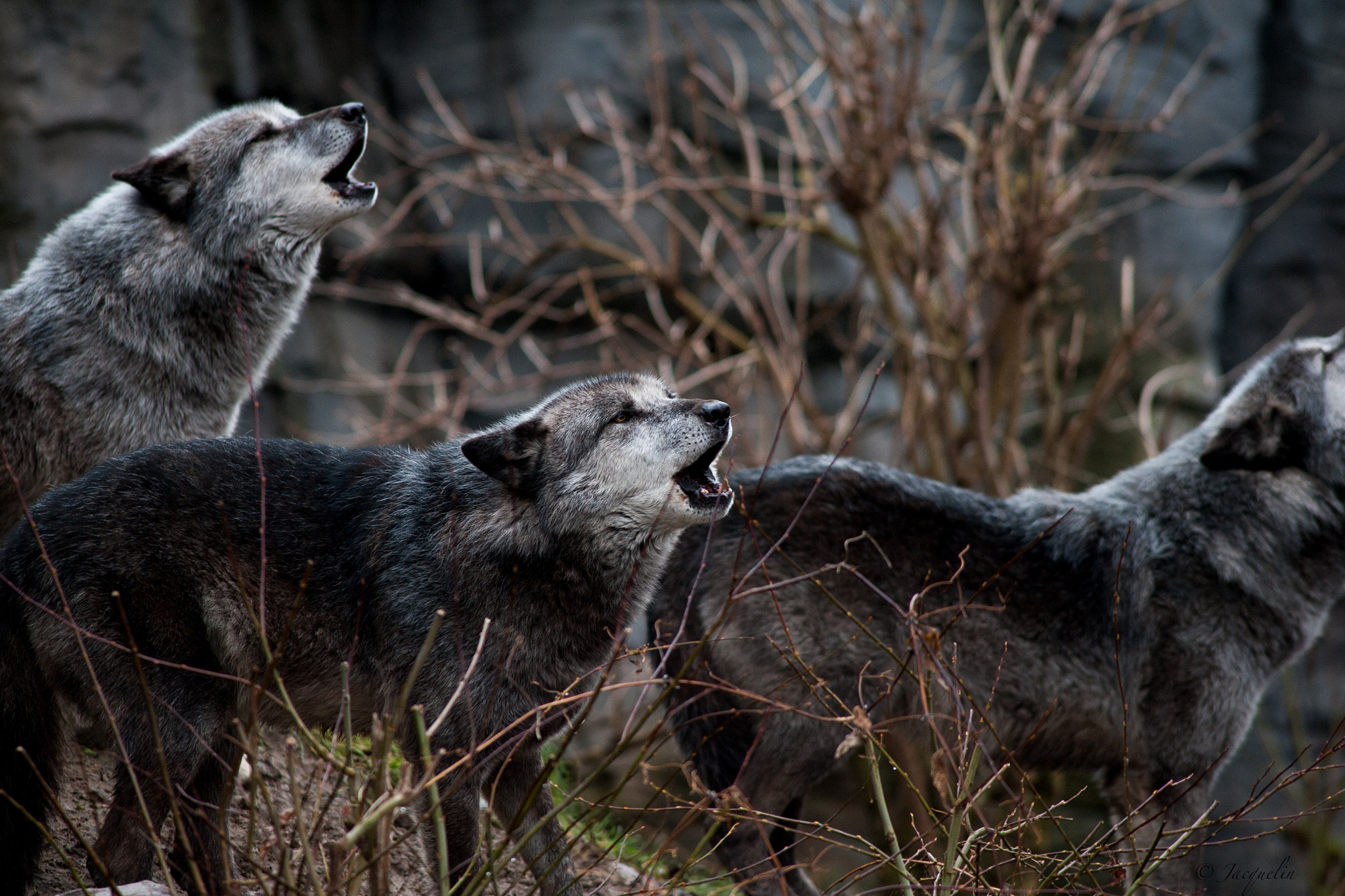 Nikon D3 + AF Nikkor 300mm f/4 IF-ED sample photo. We sing …. photography