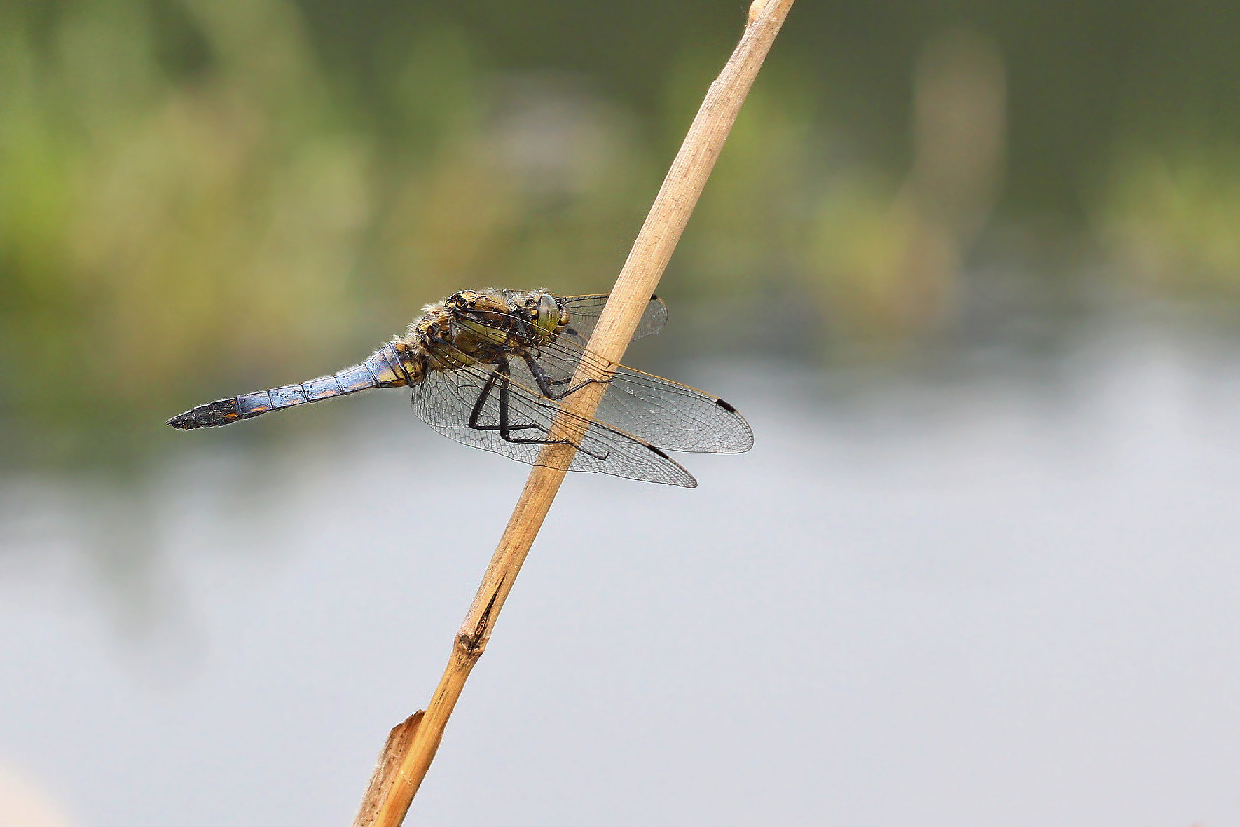 Canon EOS 550D (EOS Rebel T2i / EOS Kiss X4) + Canon EF 100mm F2.8 Macro USM sample photo. Orthetrum cancellatum photography