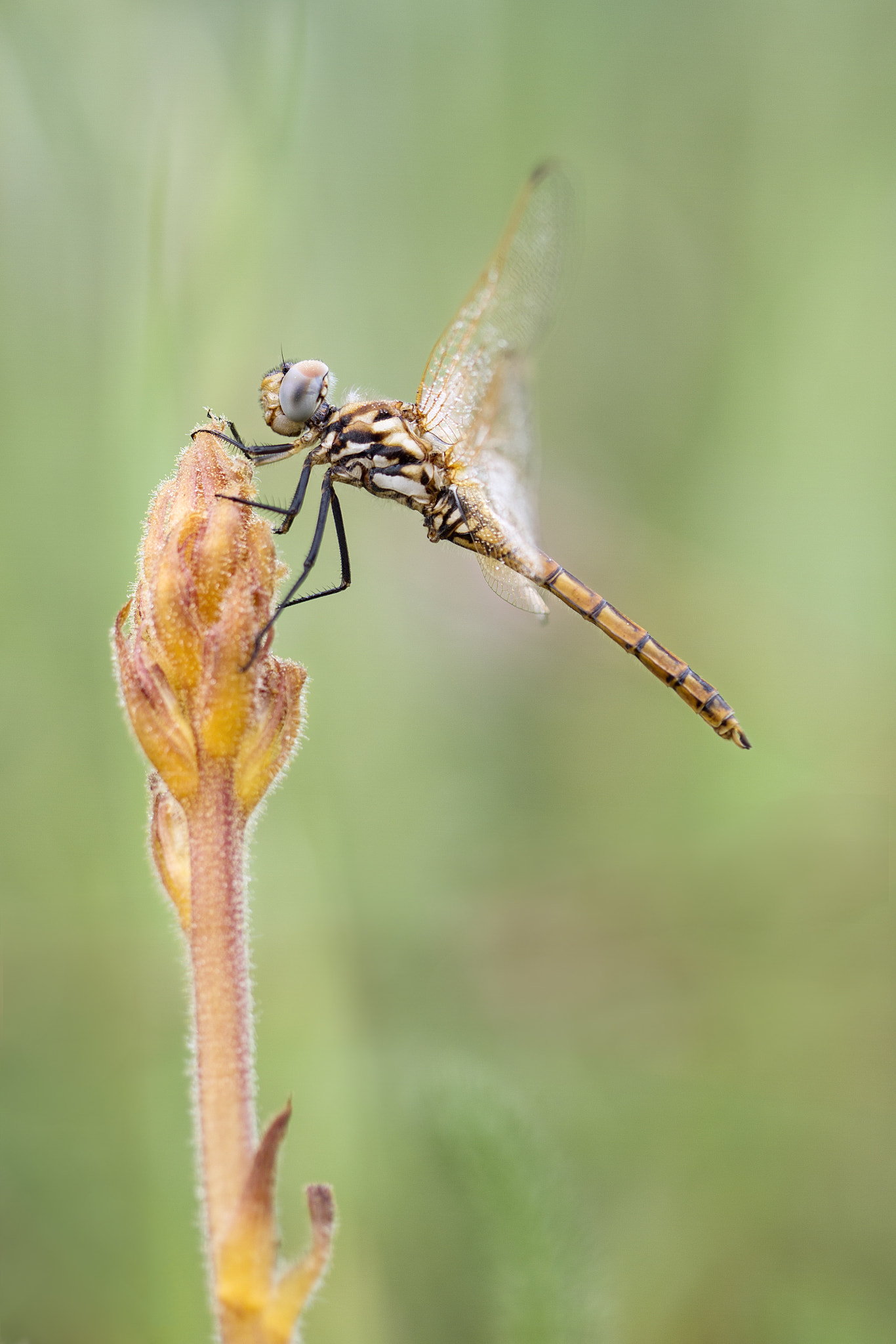Canon EOS 7D + Canon EF 100mm F2.8 Macro USM sample photo. Dragonfly photography