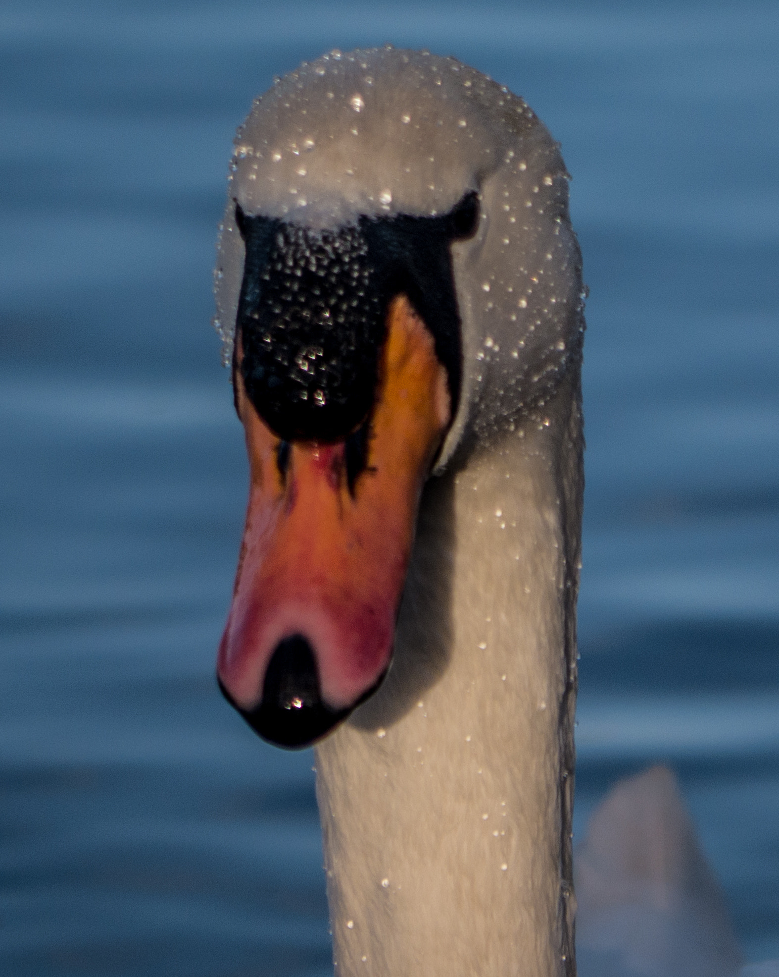 Panasonic Lumix G Vario 45-200mm F4-5.6 OIS sample photo. Wet swan photography