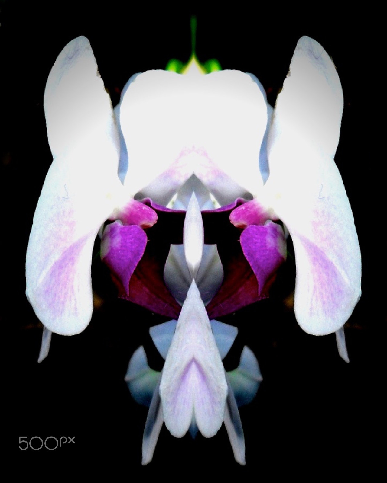 Samsung PL50 / VLUU PL50 /  SL202 sample photo. Fantasy orchid photography