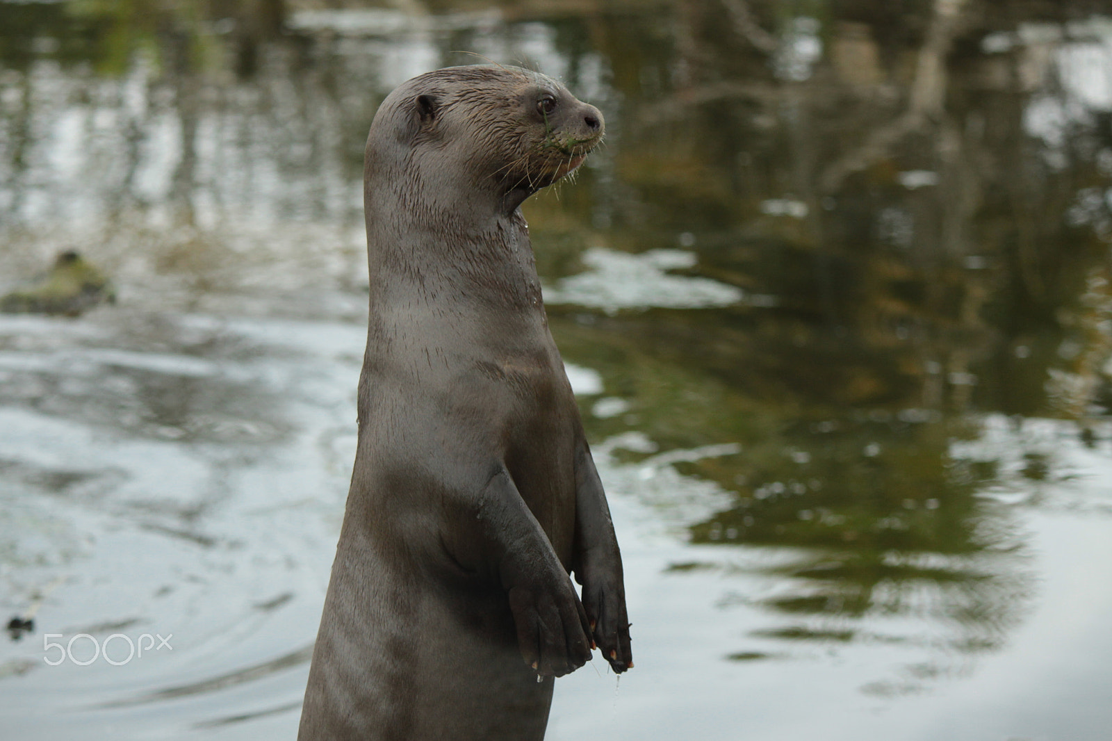 Canon EOS 50D + Canon EF-S 55-250mm F4-5.6 IS II sample photo. Giant otter photography