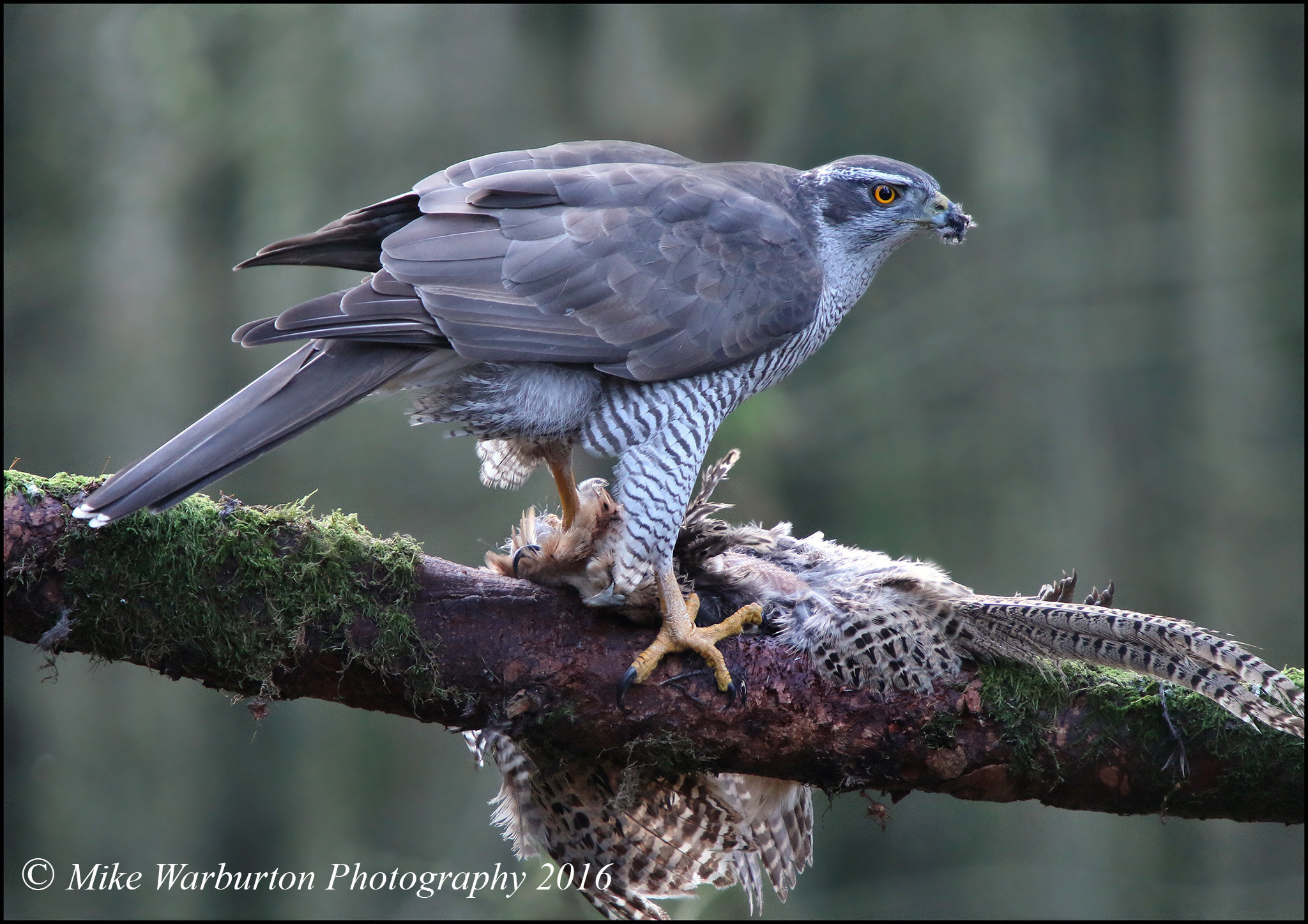 Sigma 50-500mm f/4-6.3 APO HSM EX sample photo. Northern goshawk (female) photography
