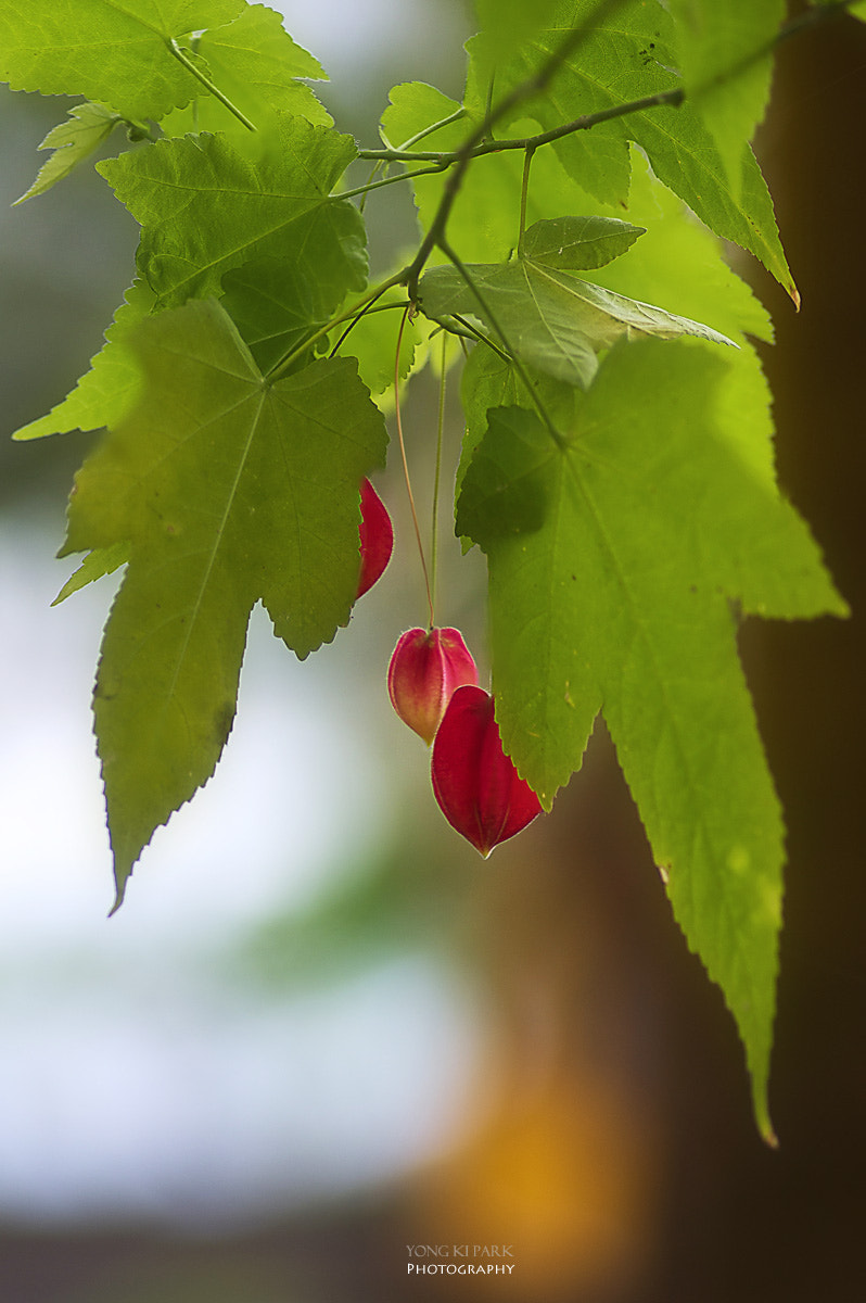 Pentax smc D-FA 100mm F2.8 macro sample photo. Gilrs generation photography
