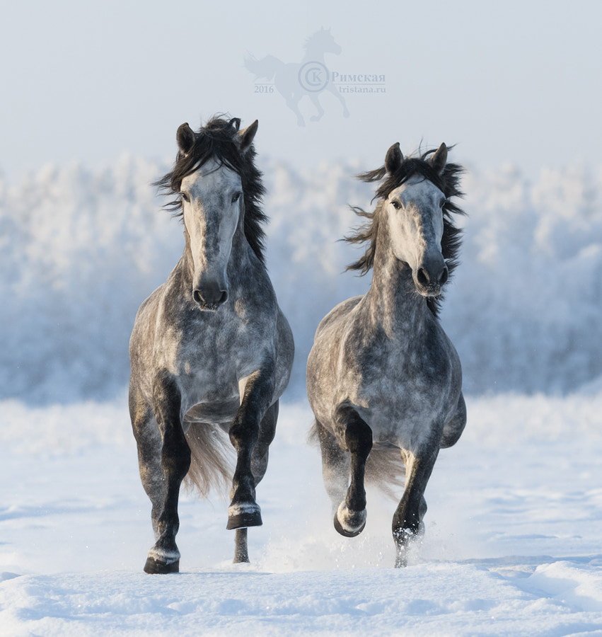 Canon EOS 7D Mark II + Canon EF 135mm F2L USM sample photo. Two galloping andalusian stallions photography