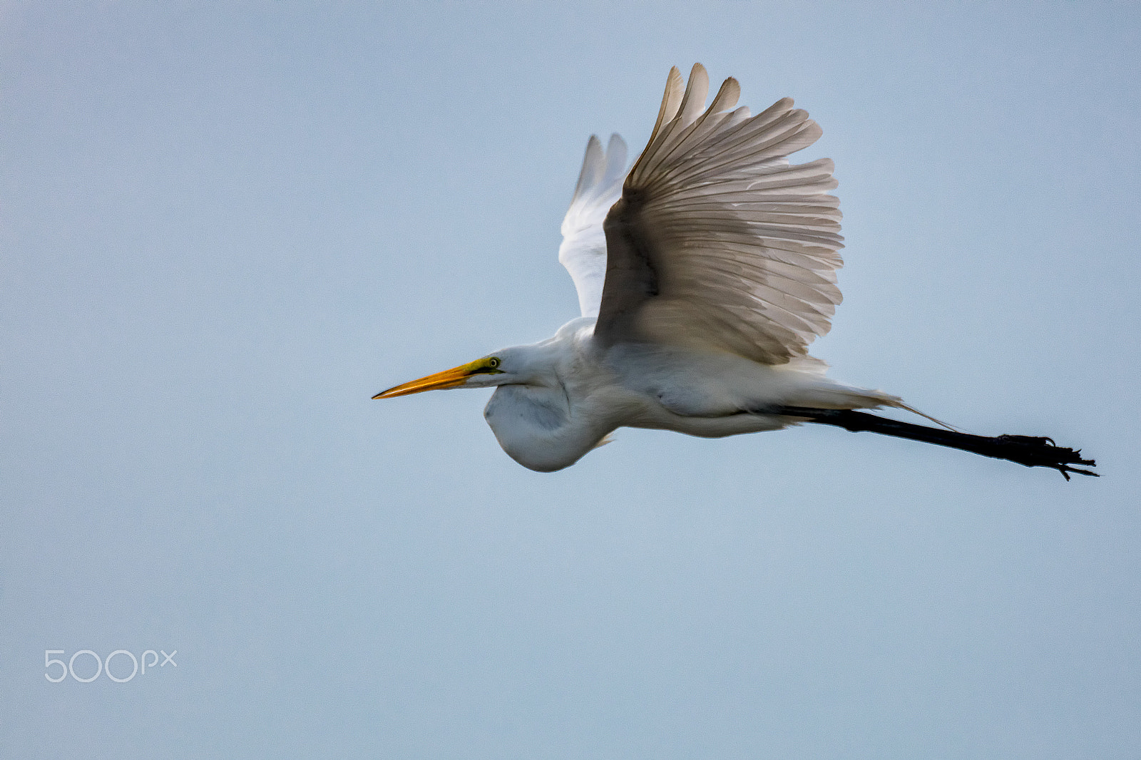 Sigma 150-600mm F5-6.3 DG OS HSM | C sample photo. Great white egret in flight photography