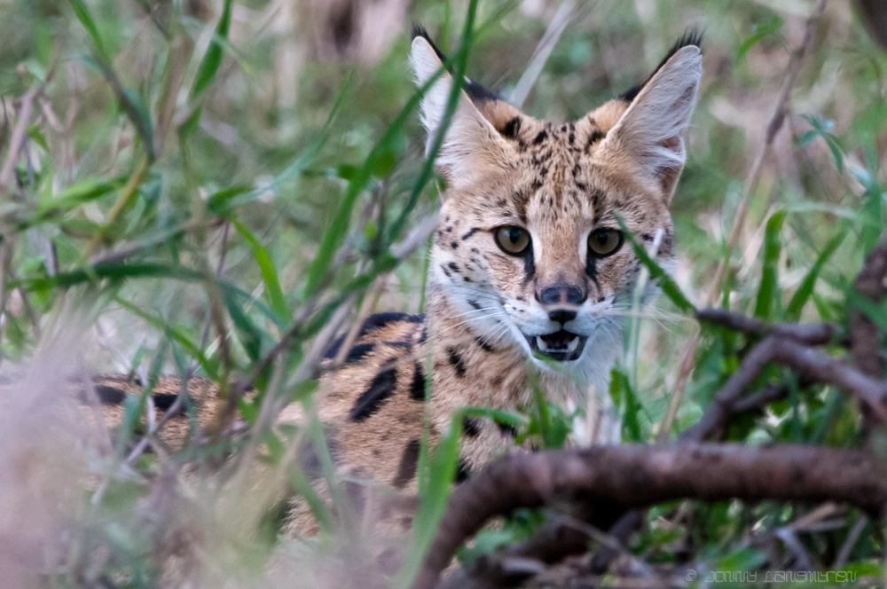Nikon D300S + Nikon AF-S Nikkor 200-400mm F4G ED VR II sample photo. Hi there mr. serval cat photography