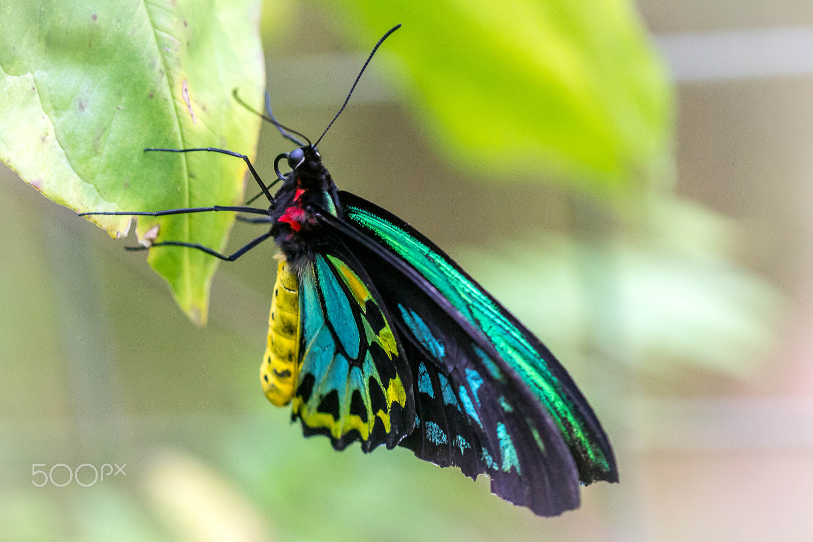 Canon EOS 60D + Canon EF 100mm F2.8 Macro USM sample photo. Butterfly photography