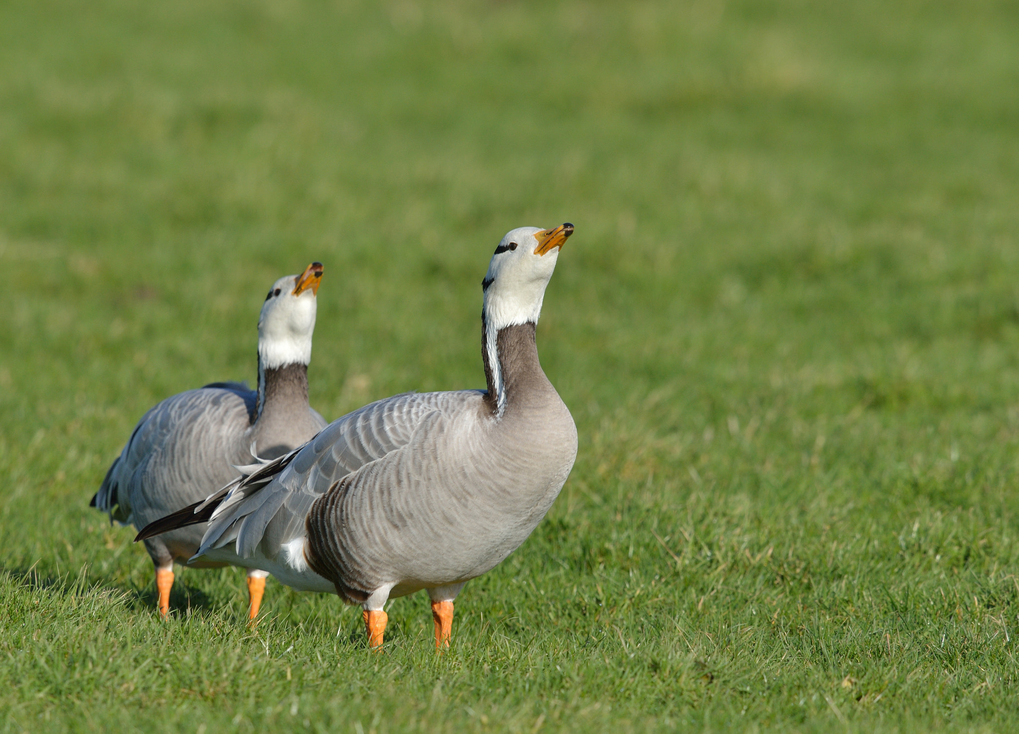 Nikon AF-S Nikkor 400mm F2.8D ED-IF II sample photo. Indische gans photography