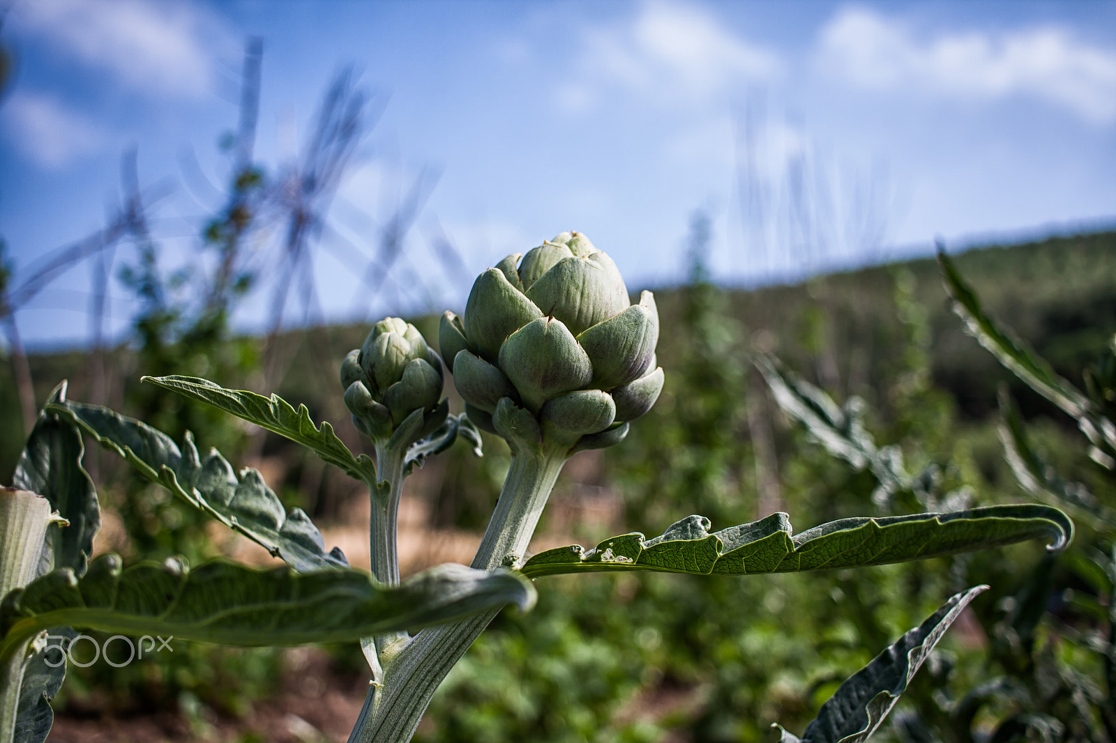 Canon EF-S 24mm F2.8 STM sample photo. Artichoke photography