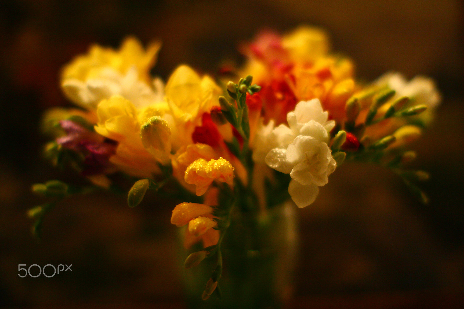 Canon EOS 30D + Canon EF 50mm F1.2L USM sample photo. Bouquet photography