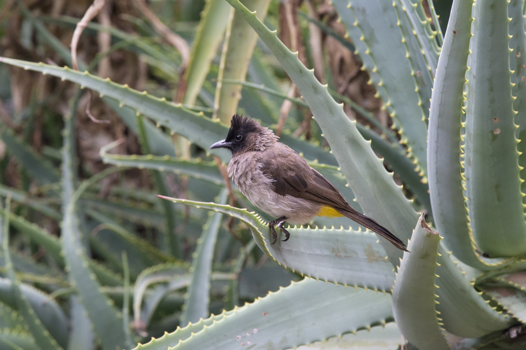 Nikon Nikkor AF-S 300mm F4E PF ED VR sample photo. Darked-capped bulbul (pycnonotus tricolor) photography