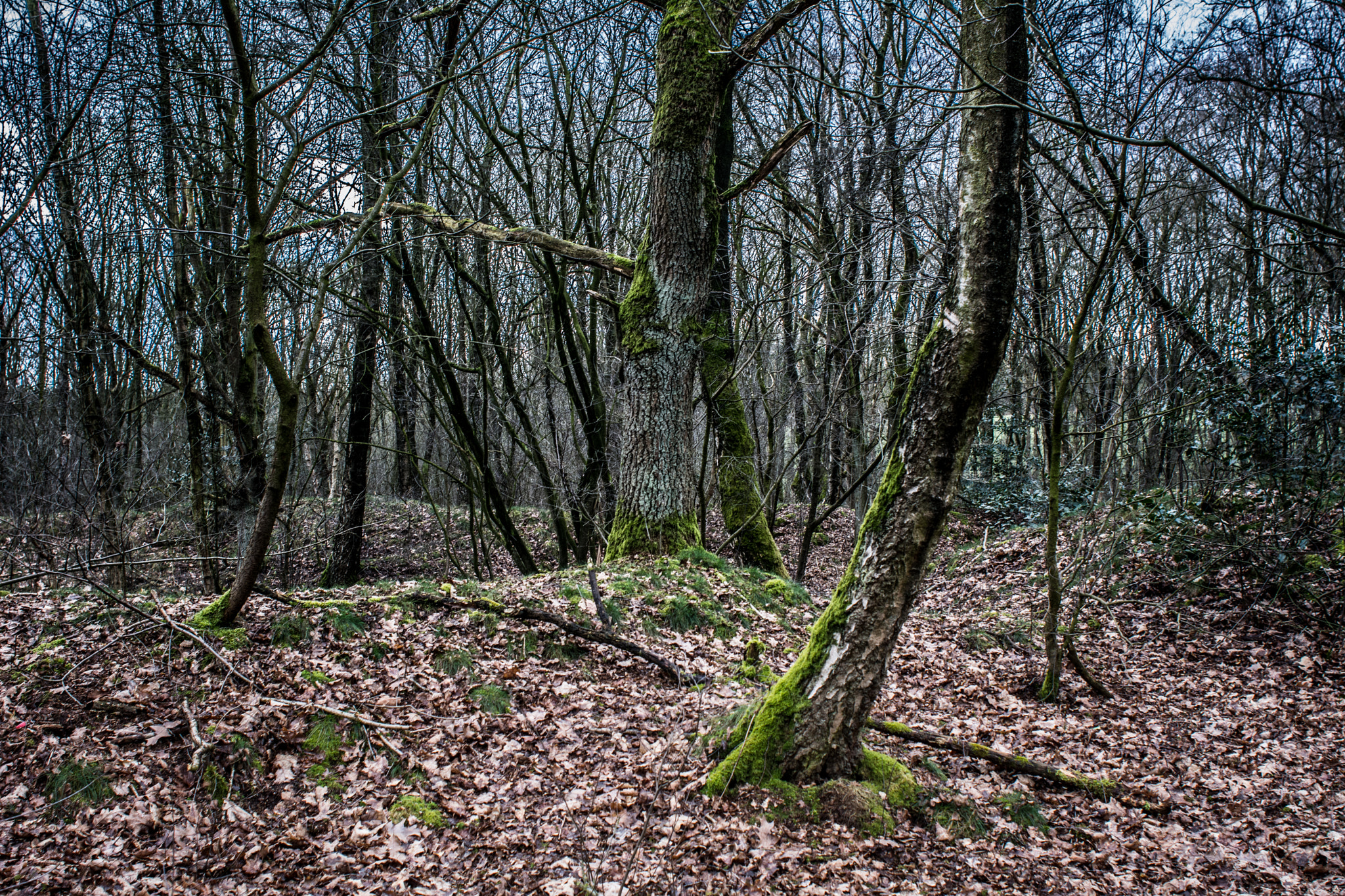 Nikon D7100 + Nikon AF Nikkor 24mm F2.8D sample photo. Forest (gloomy) photography