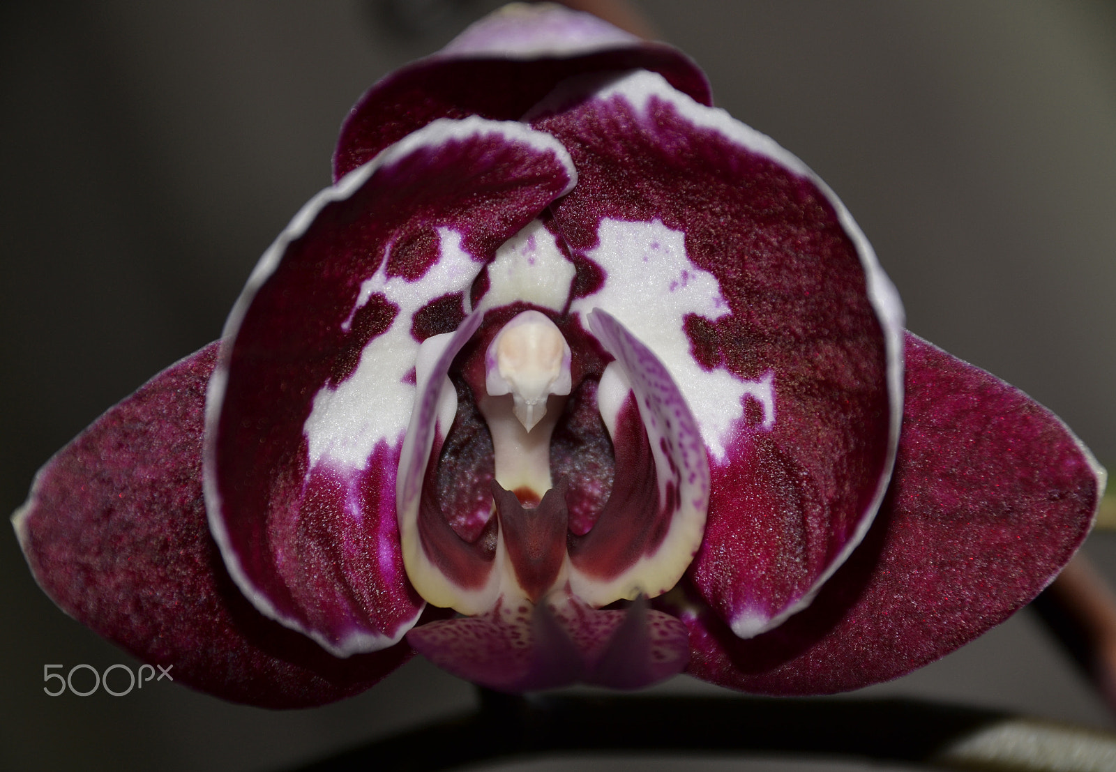 Nikon D3100 + AF Nikkor 18mm f/2.8D sample photo. Beautiful orchid photography