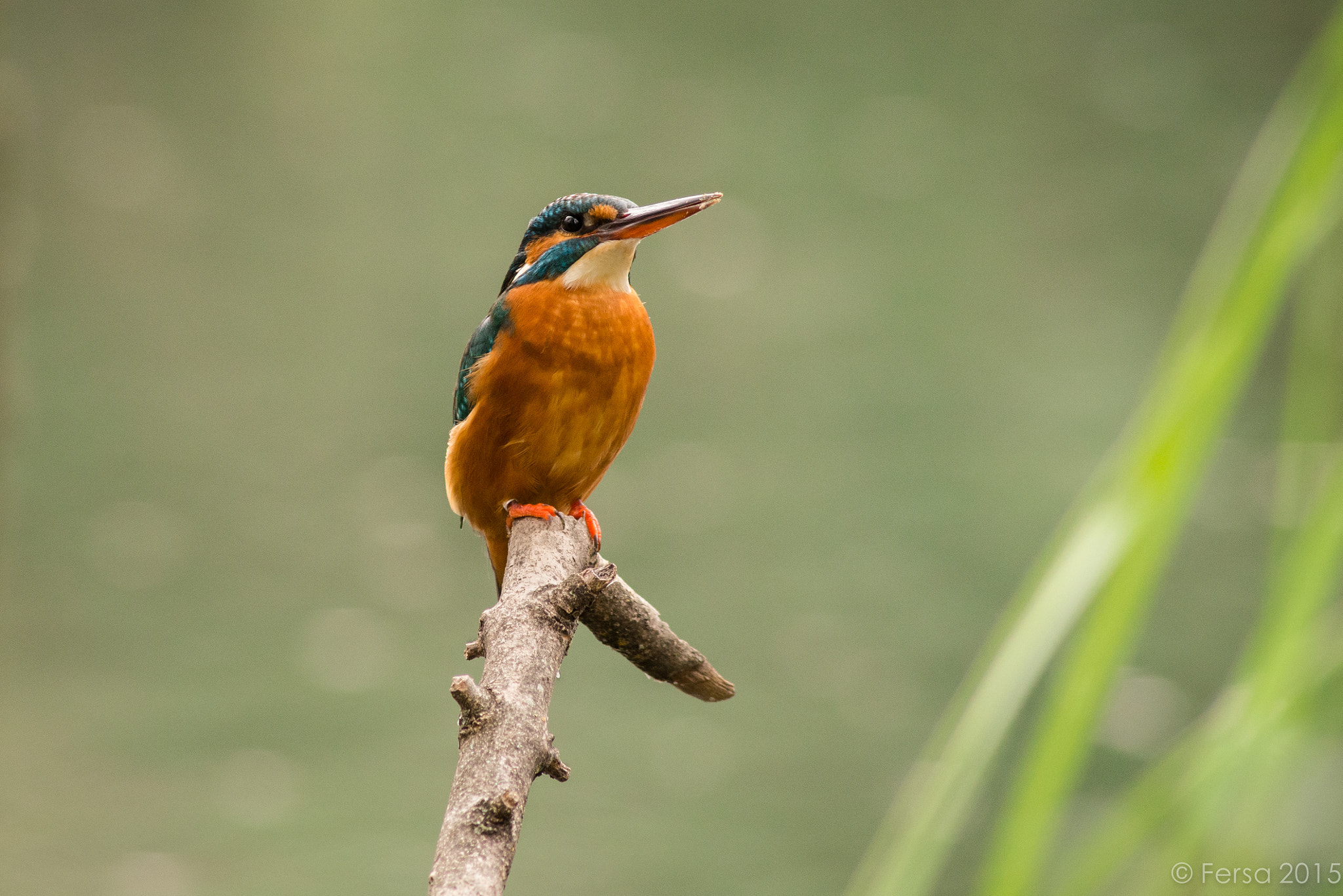 Nikon D600 + AF Nikkor 300mm f/4 IF-ED sample photo. Martín pescador photography