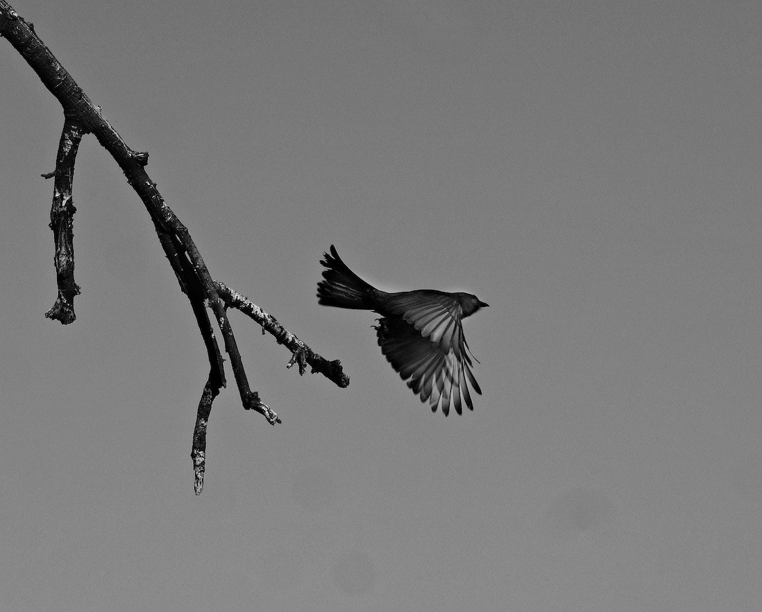 Panasonic Lumix DMC-GH3 sample photo. Arica 4 photography