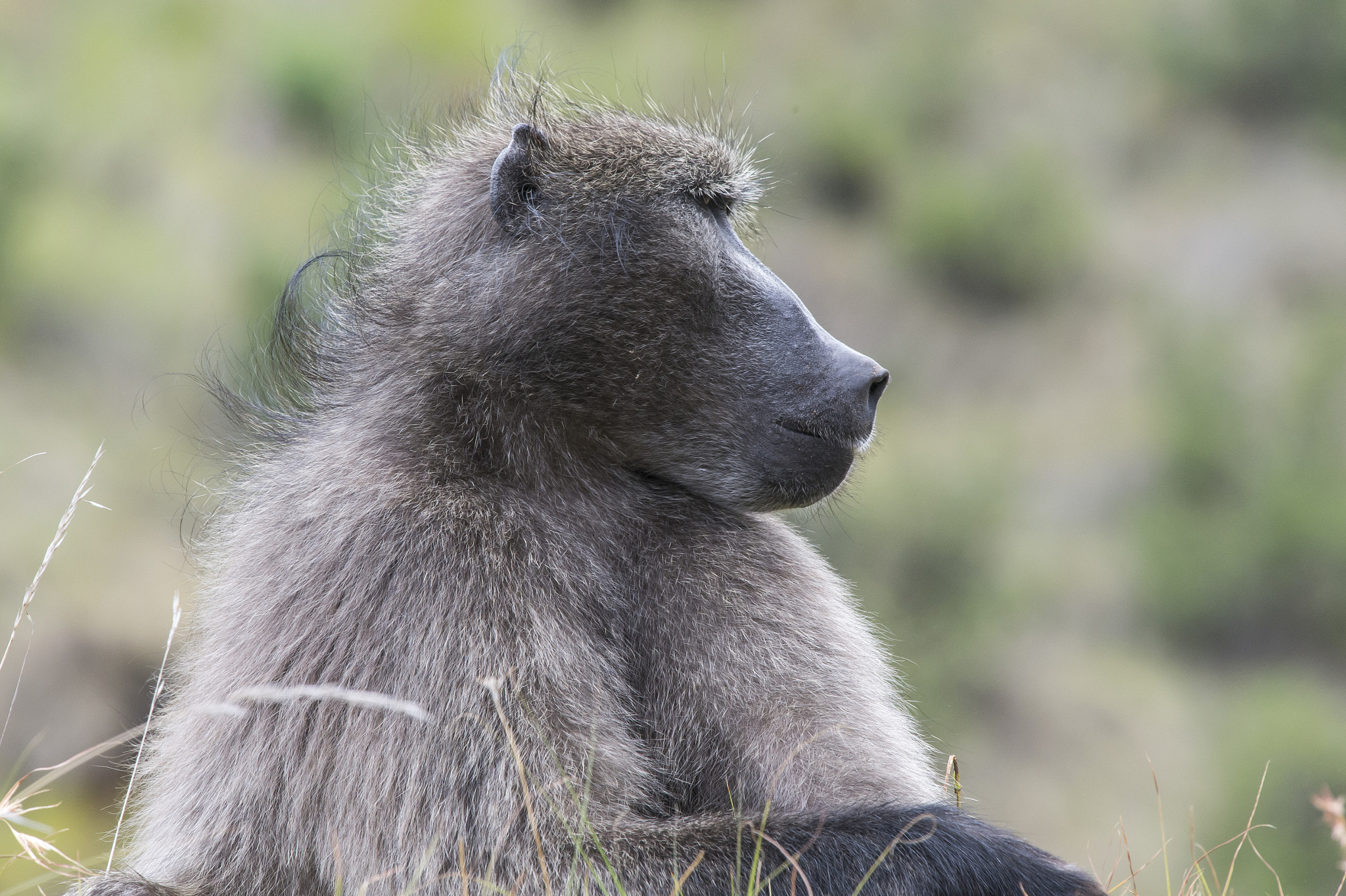 Nikon Nikkor AF-S 300mm F4E PF ED VR sample photo. Chacma baboon, golden gate game reserve photography